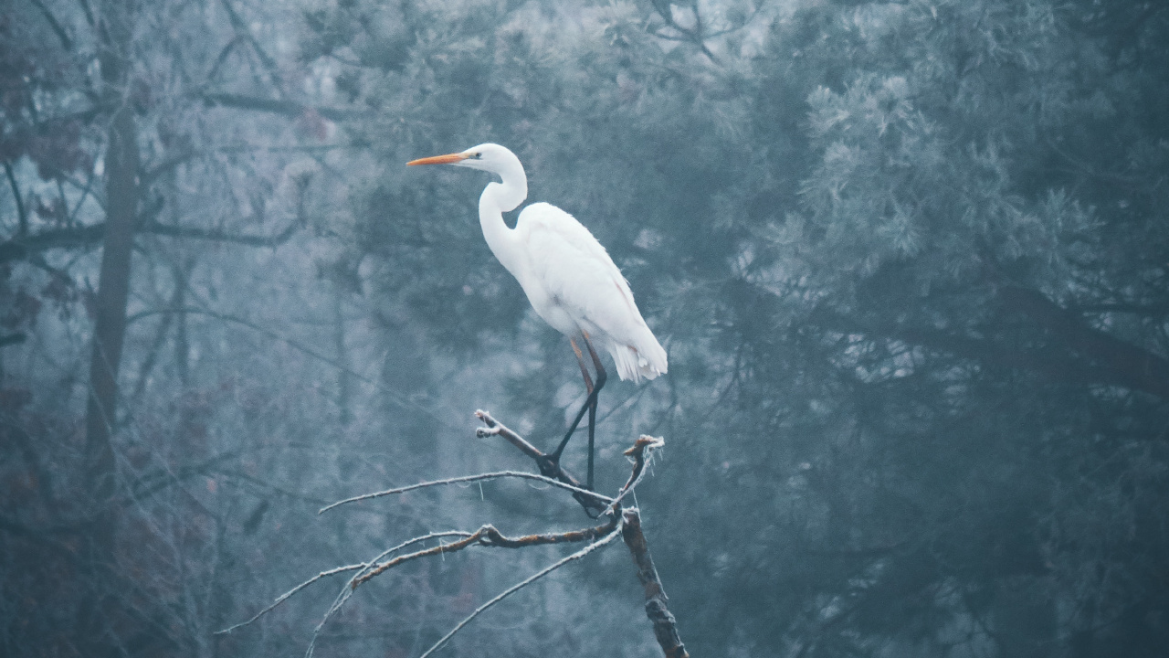 Oiseau Blanc Sur Une Branche D'arbre. Wallpaper in 1280x720 Resolution