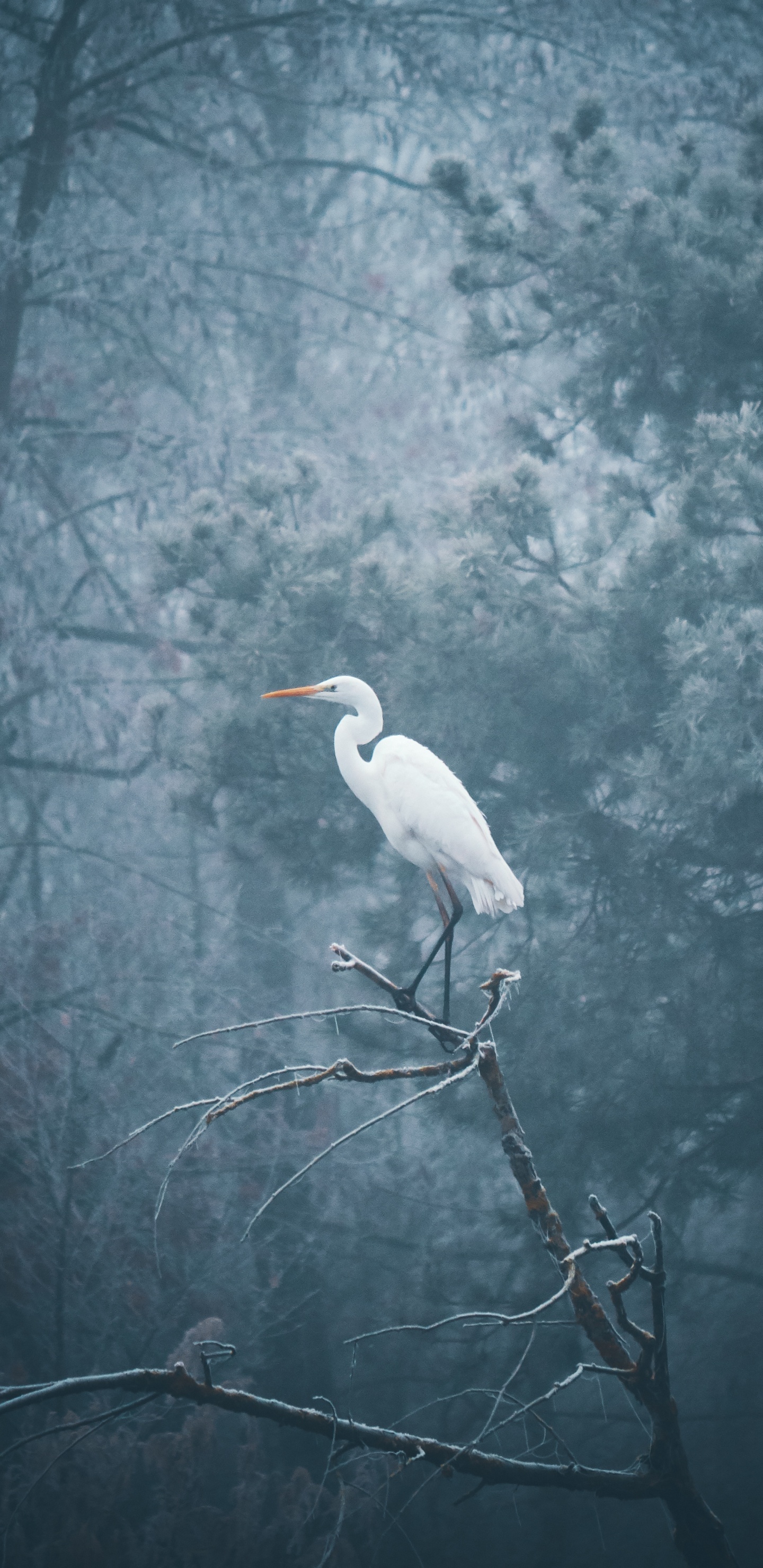Oiseau Blanc Sur Une Branche D'arbre. Wallpaper in 1440x2960 Resolution