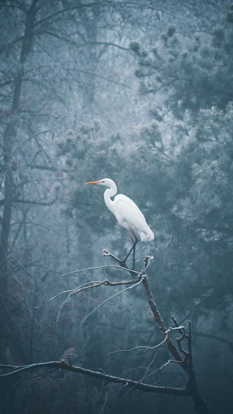 Oiseau Blanc Sur Une Branche D'arbre. Wallpaper in 750x1334 Resolution