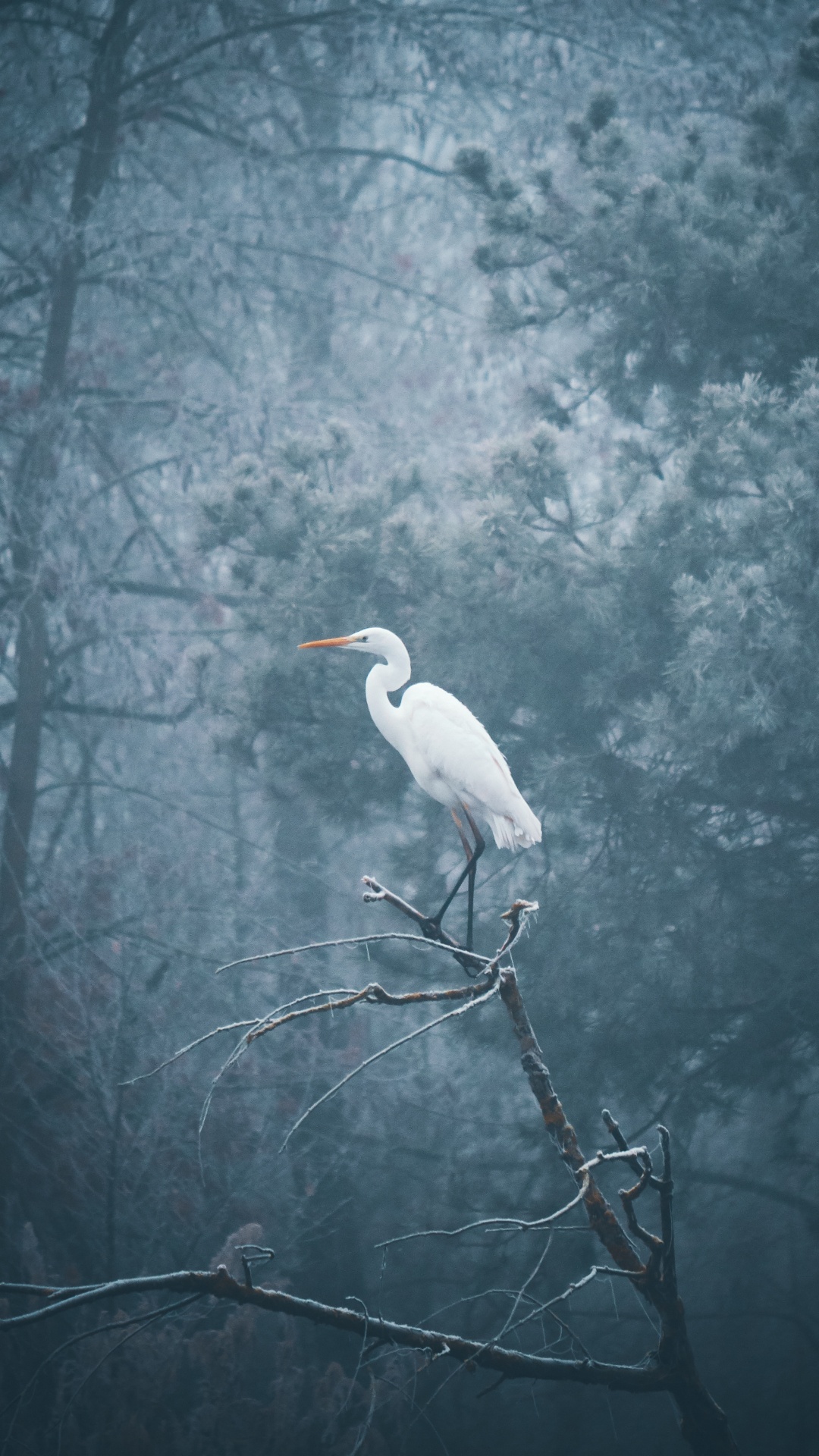 Pájaro Blanco en la Rama de un Árbol. Wallpaper in 1080x1920 Resolution