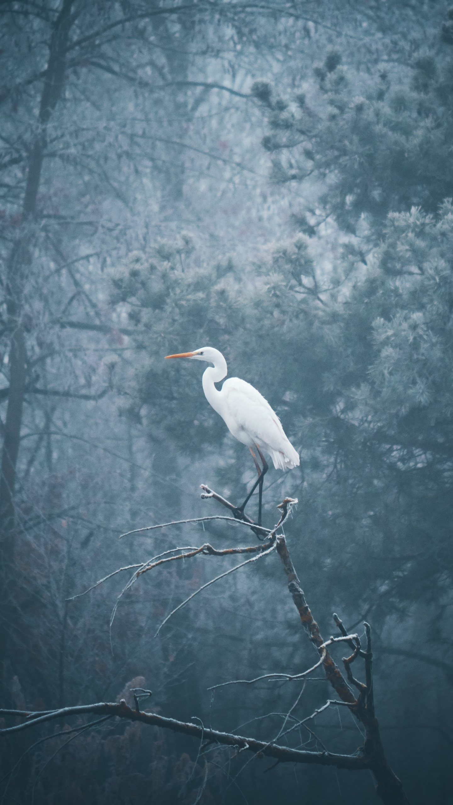 Pájaro Blanco en la Rama de un Árbol. Wallpaper in 1440x2560 Resolution