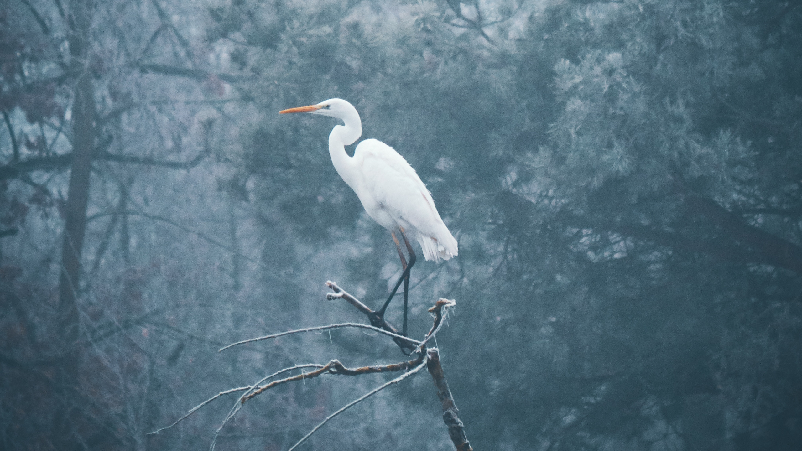 White Bird on Tree Branch. Wallpaper in 2560x1440 Resolution