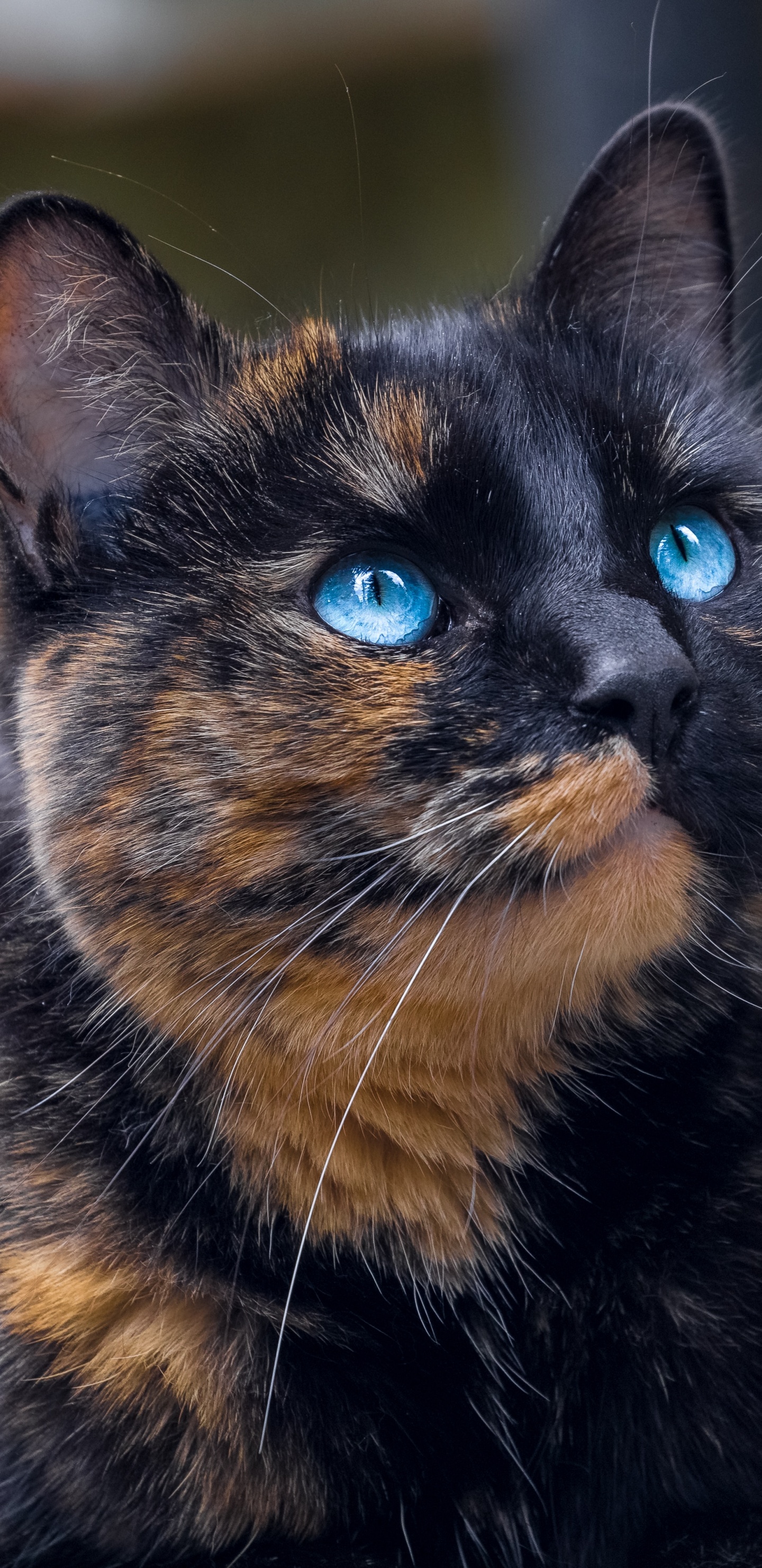 Black and Brown Cat in Close up Photography. Wallpaper in 1440x2960 Resolution