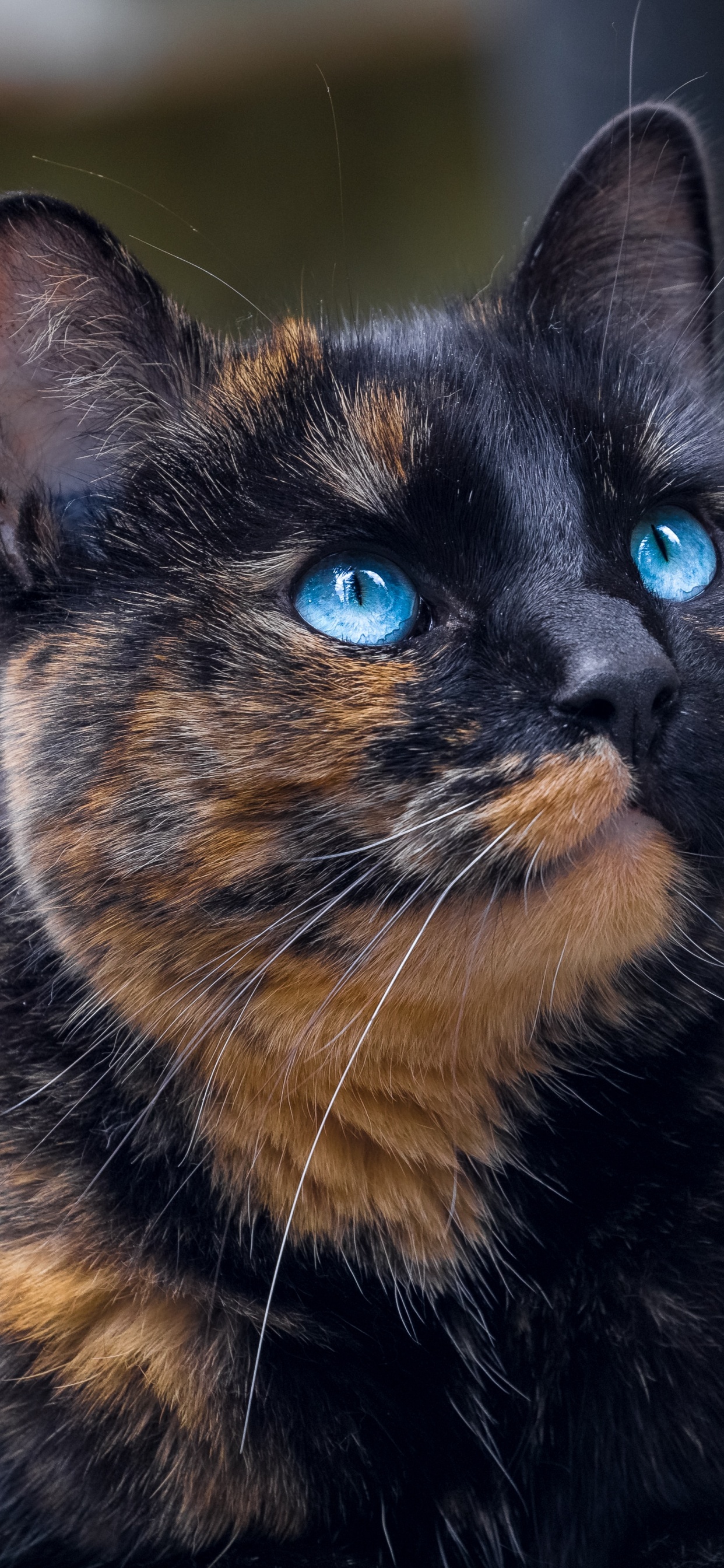 Chat Noir et Brun en Photographie Rapprochée. Wallpaper in 1242x2688 Resolution