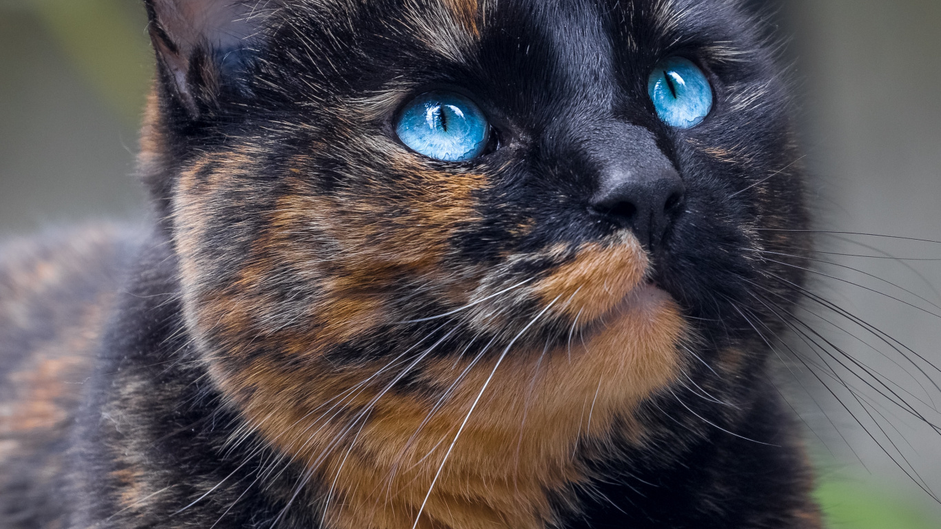 Gato Negro y Marrón en Fotografía de Cerca. Wallpaper in 1366x768 Resolution