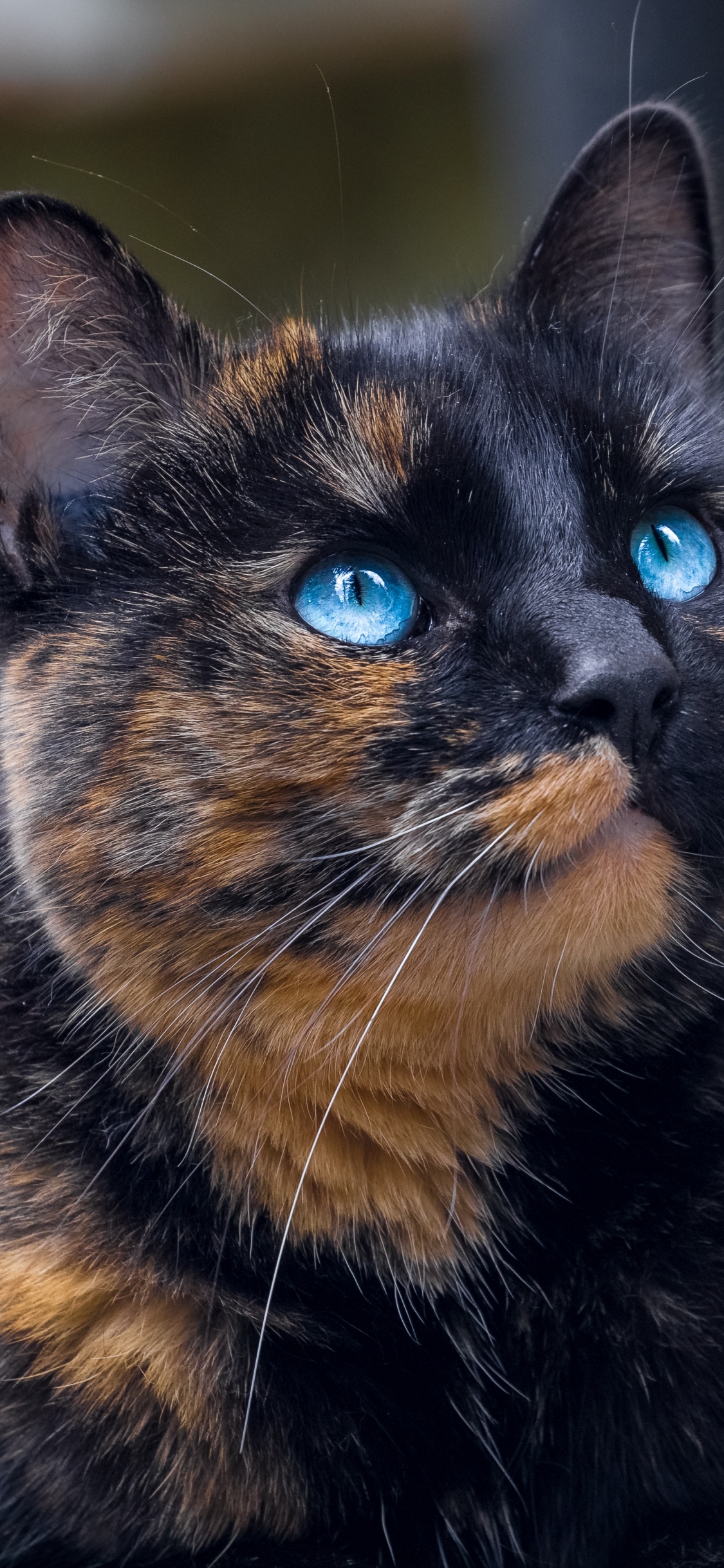 Schwarze Und Braune Katze in Nahaufnahmen. Wallpaper in 1125x2436 Resolution