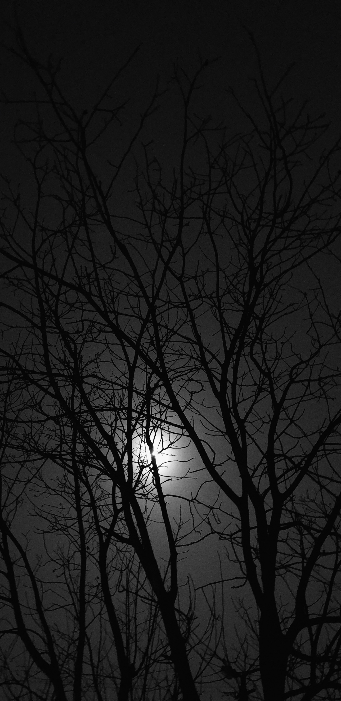 Black and White, Branch, Night, Twig, Atmosphere. Wallpaper in 1440x2960 Resolution