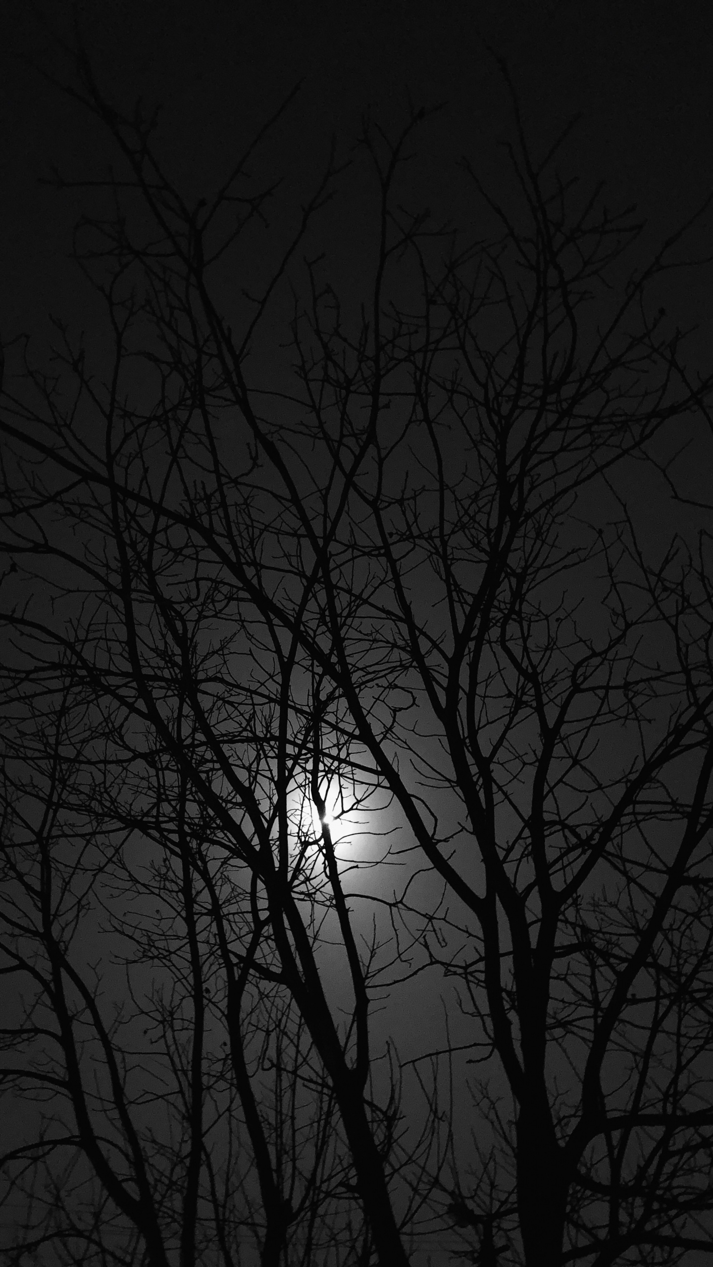 en Blanco y Negro, Sucursal, Ramita, Ambiente, Monocromo. Wallpaper in 1440x2560 Resolution