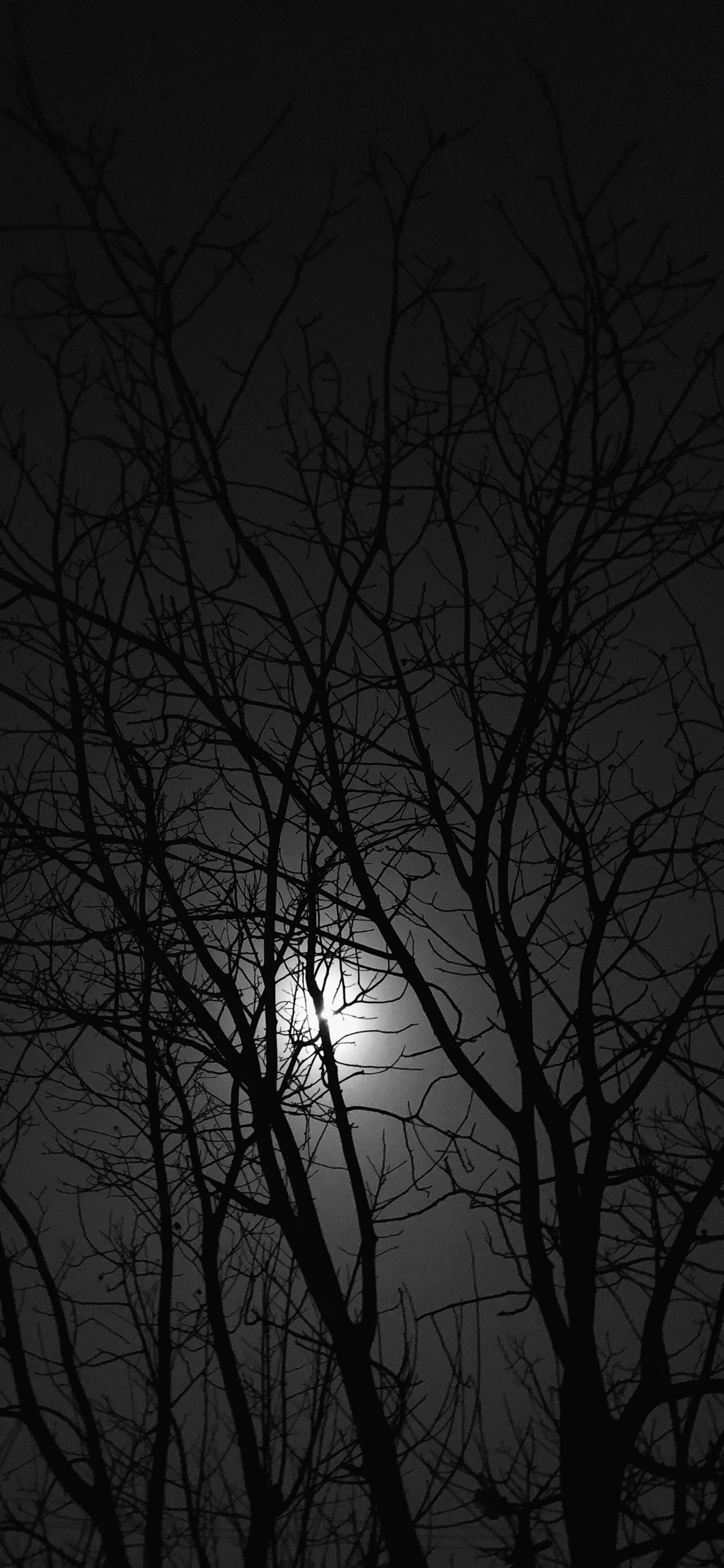 Noir et Blanc, Nuit, Rameau, Atmosphère, Obscurité. Wallpaper in 1242x2688 Resolution