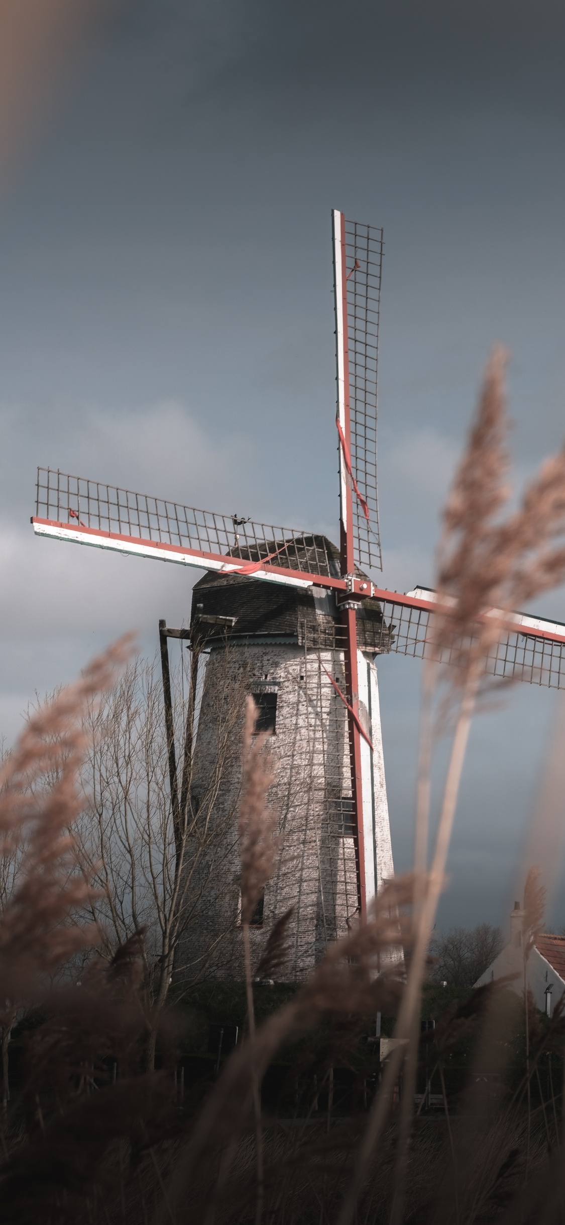 Windmill, Mill, Grass Family, Wind Turbine, Wind. Wallpaper in 1125x2436 Resolution