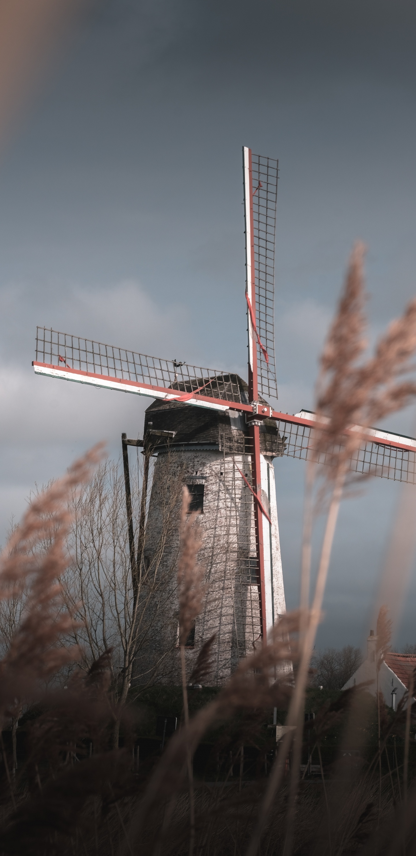 Windmill, Mill, Grass Family, Wind Turbine, Wind. Wallpaper in 1440x2960 Resolution
