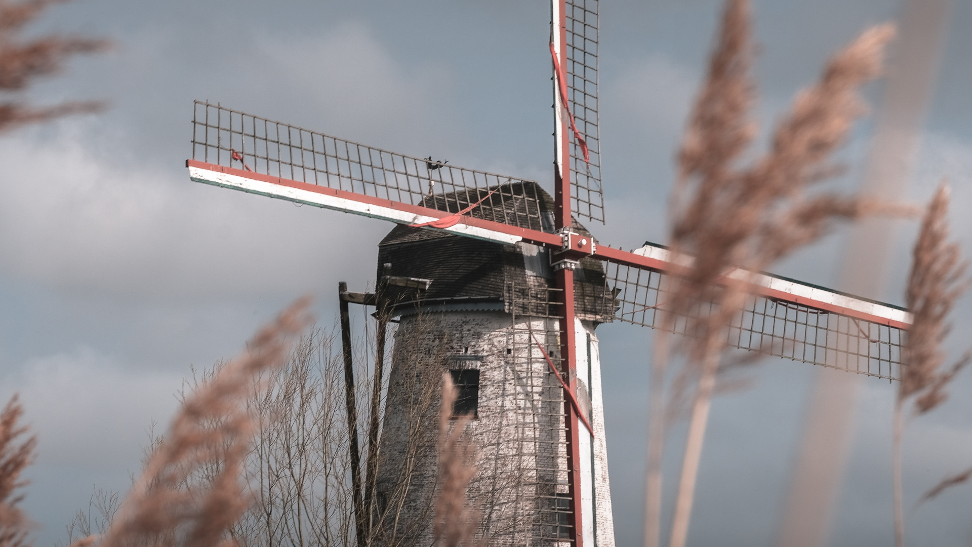 Windmill, Mill, Grass Family, Wind Turbine, Wind. Wallpaper in 1920x1080 Resolution