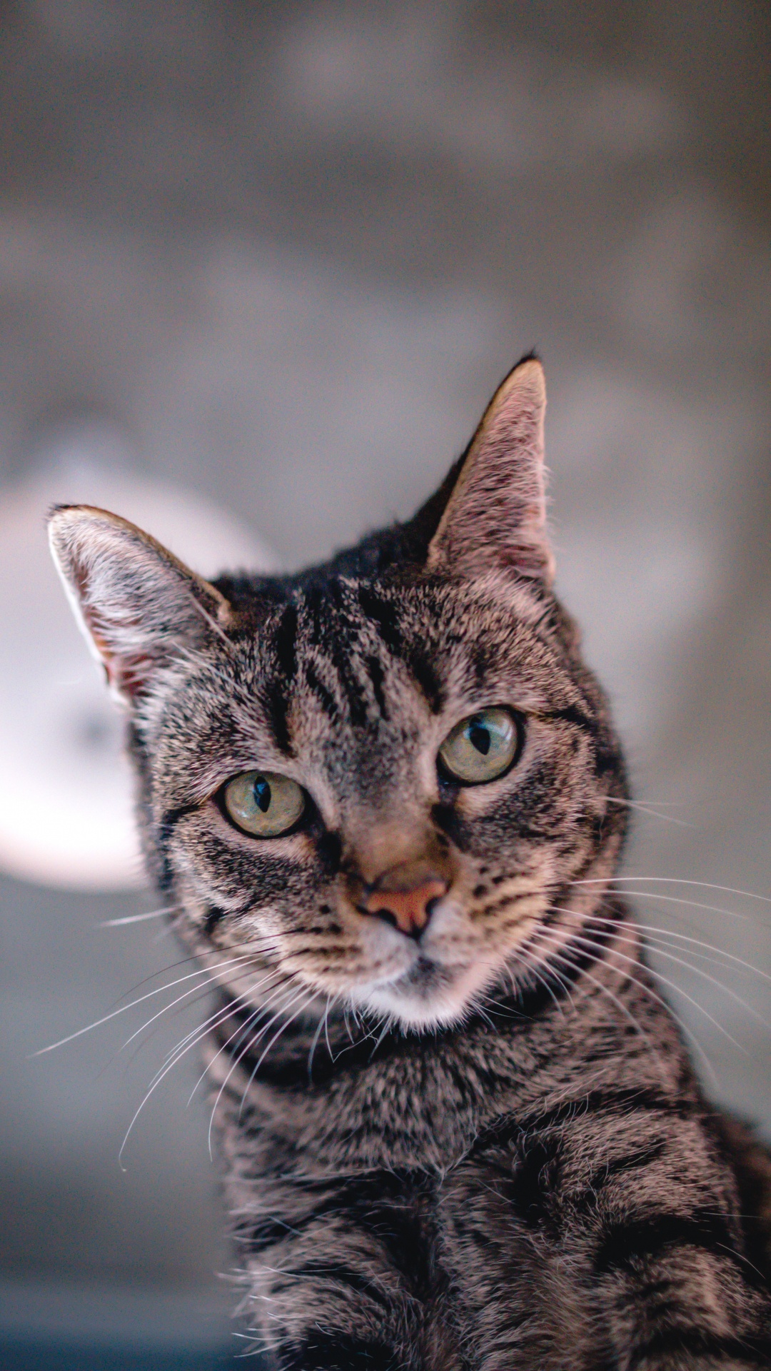 Braune Getigerte Katze, Die in Die Kamera Schaut. Wallpaper in 1080x1920 Resolution