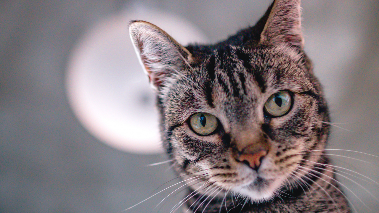 Braune Getigerte Katze, Die in Die Kamera Schaut. Wallpaper in 1280x720 Resolution