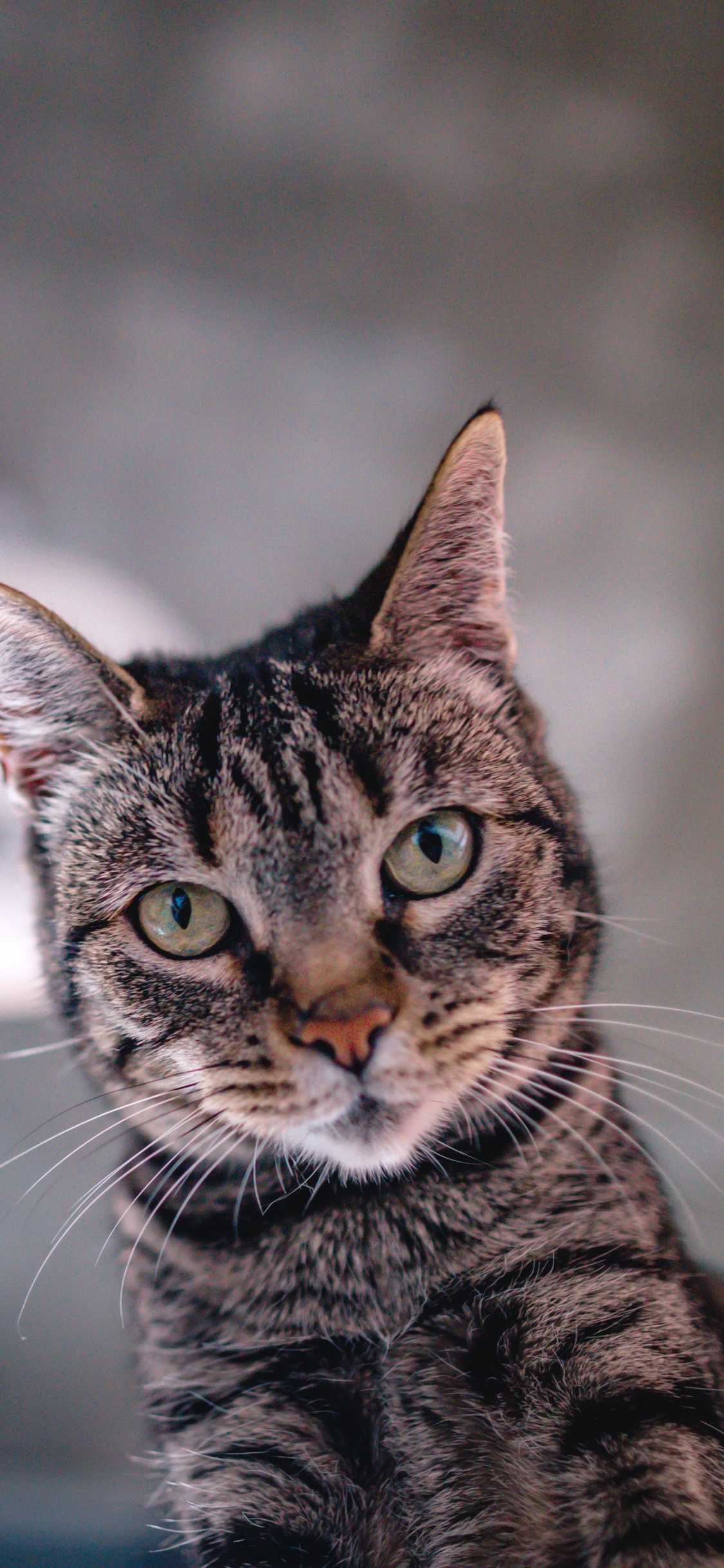 Brown Tabby Cat Looking at The Camera. Wallpaper in 1125x2436 Resolution