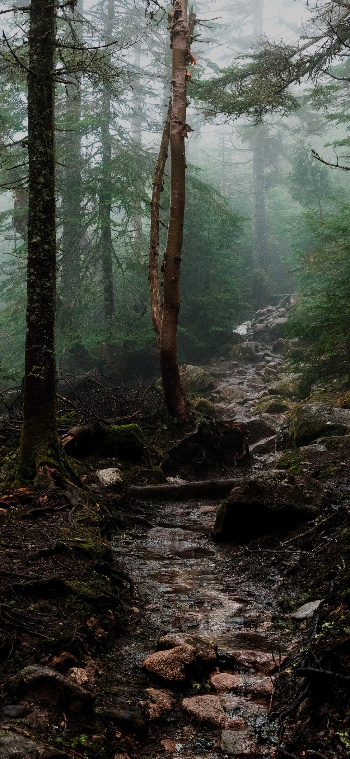 Waldästhetik, Ästhetik, Wald, Marconi-Union, Pflanzen-Gemeinschaft. Wallpaper in 1125x2436 Resolution