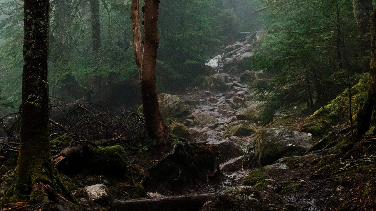 Waldästhetik, Ästhetik, Wald, Marconi-Union, Pflanzen-Gemeinschaft. Wallpaper in 1280x720 Resolution