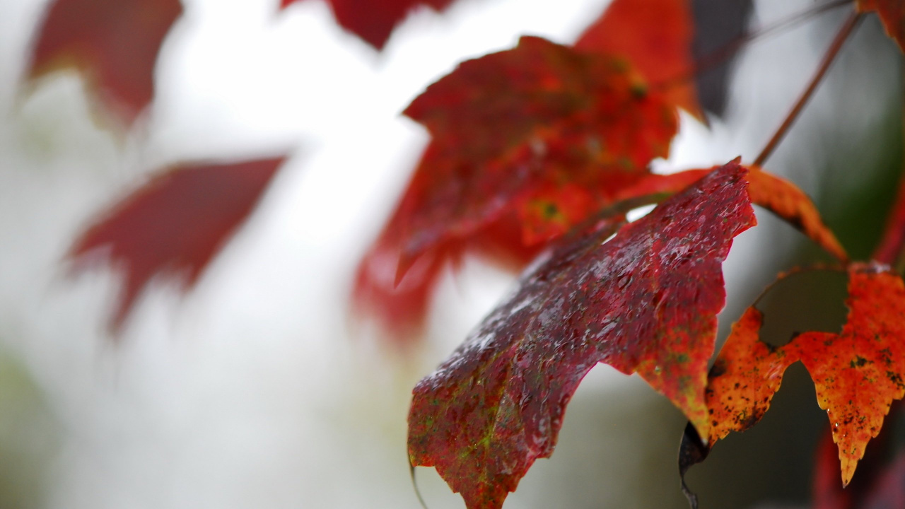 Red and Black Maple Leaf. Wallpaper in 1280x720 Resolution