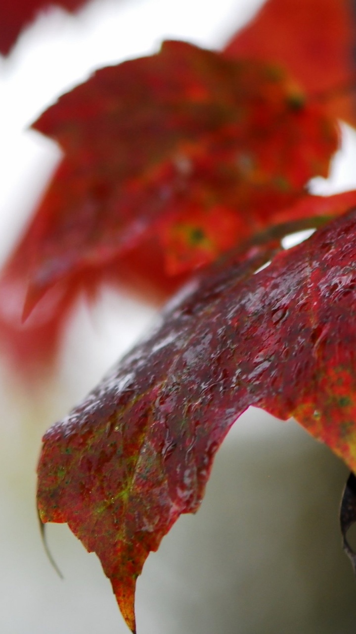 Red and Black Maple Leaf. Wallpaper in 720x1280 Resolution