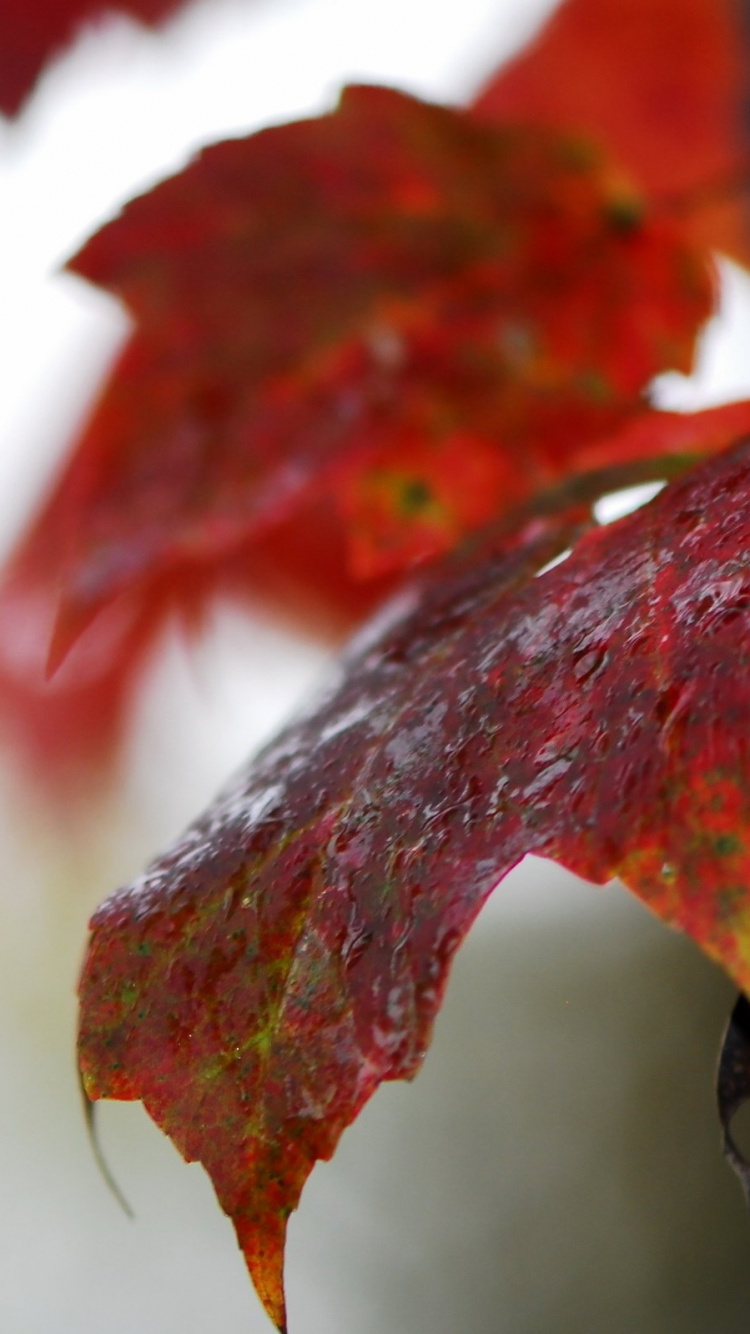 Red and Black Maple Leaf. Wallpaper in 750x1334 Resolution