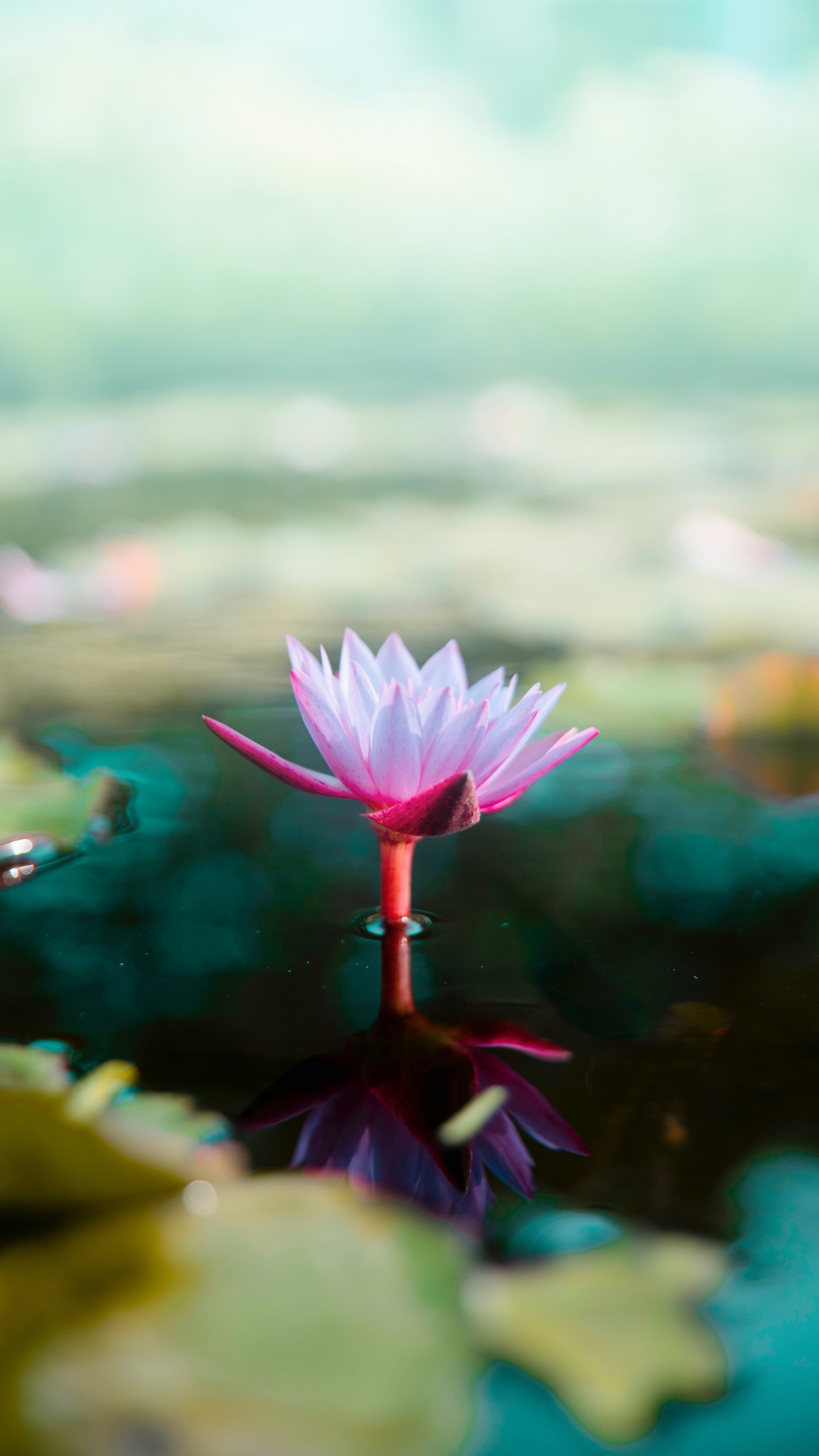 Rosa Blume in Tilt-Shift-Linse. Wallpaper in 1440x2560 Resolution