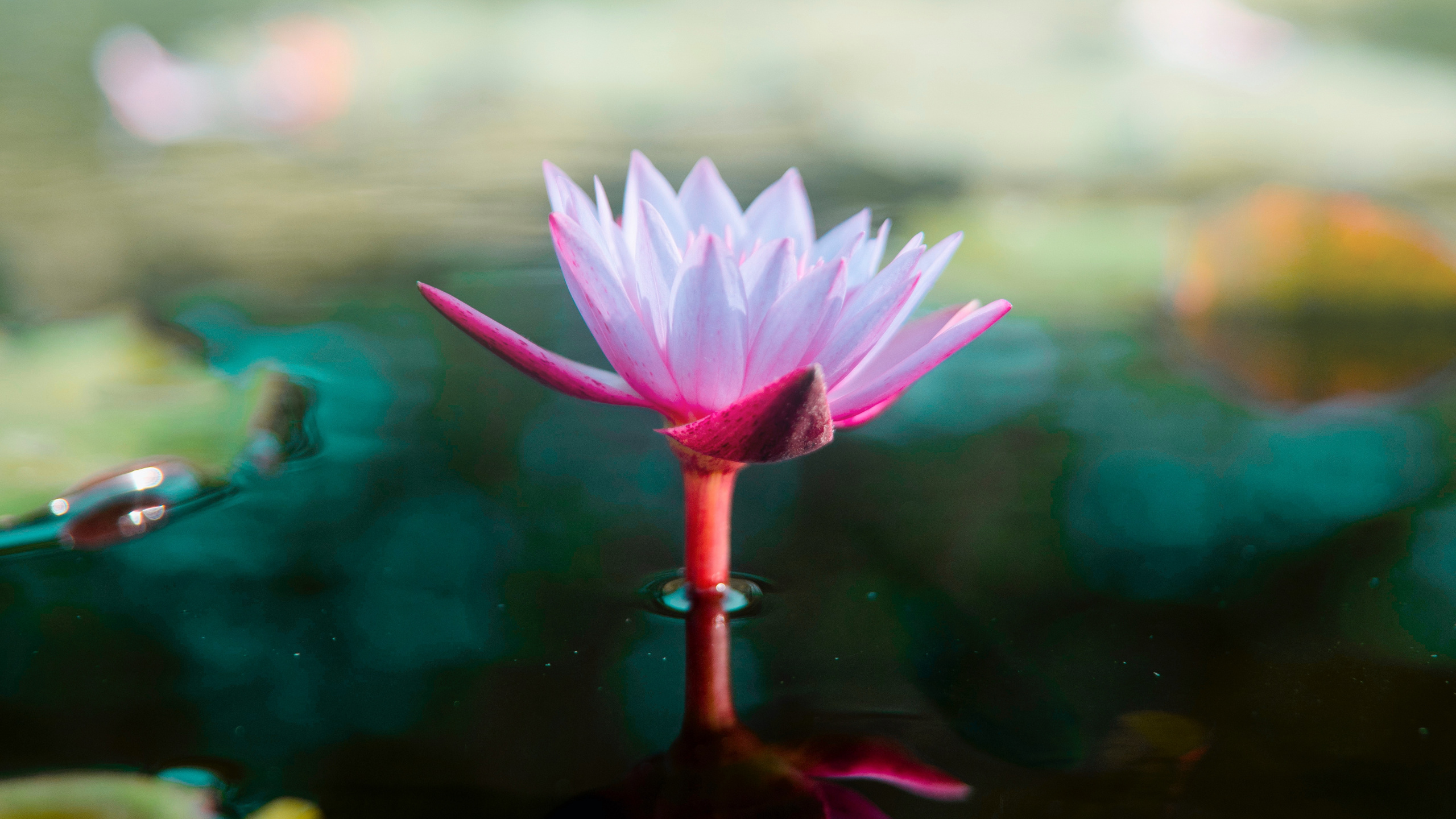 Rosa Blume in Tilt-Shift-Linse. Wallpaper in 2560x1440 Resolution