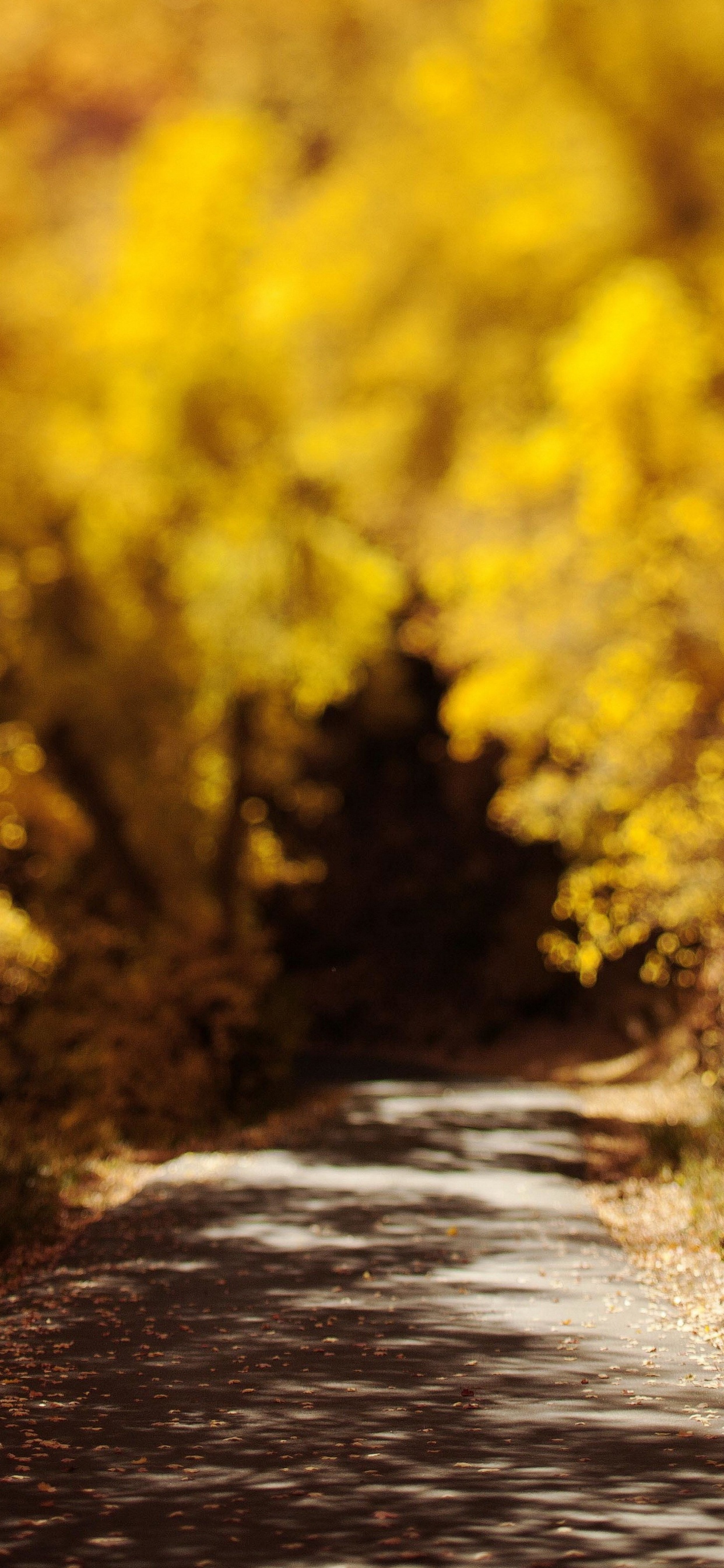 Champ de Fleurs Jaunes Pendant la Journée. Wallpaper in 1242x2688 Resolution