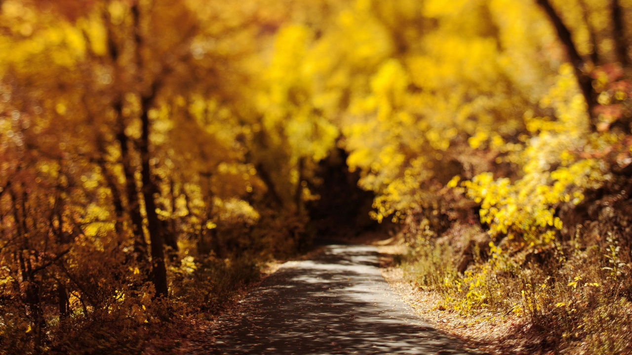 Yellow Flower Field During Daytime. Wallpaper in 1280x720 Resolution