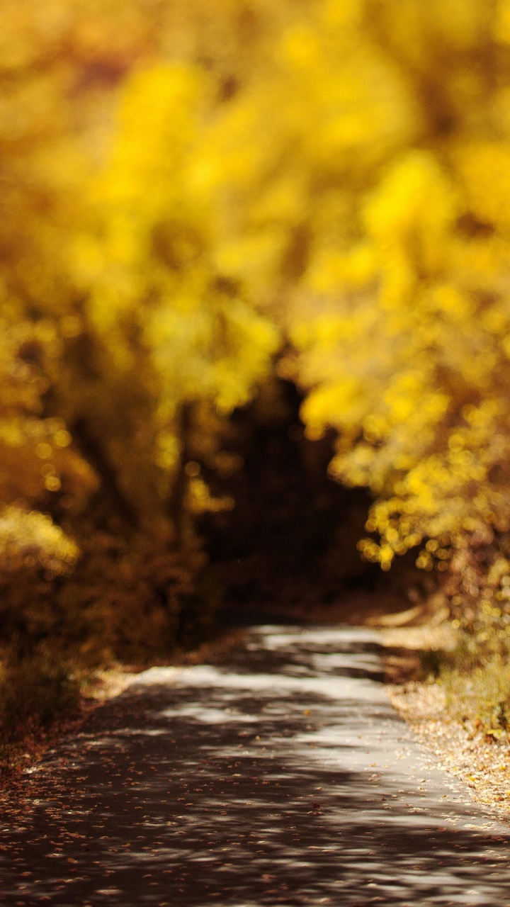 Yellow Flower Field During Daytime. Wallpaper in 720x1280 Resolution