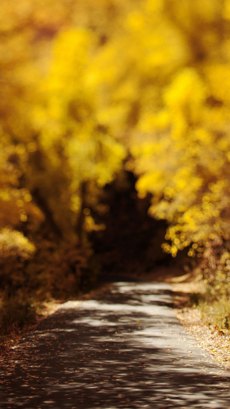 Yellow Flower Field During Daytime. Wallpaper in 750x1334 Resolution