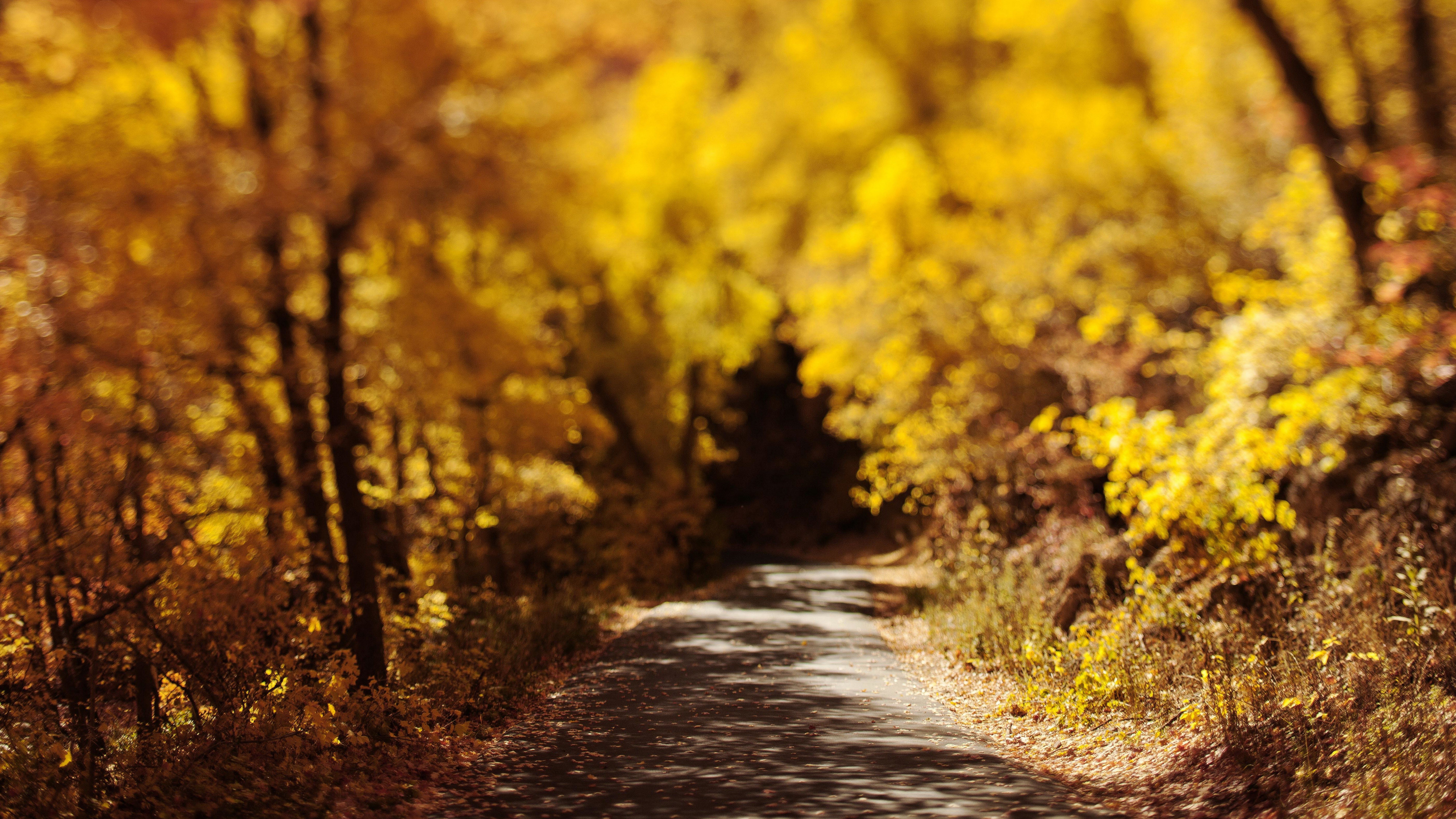 Yellow Flower Field During Daytime. Wallpaper in 7680x4320 Resolution