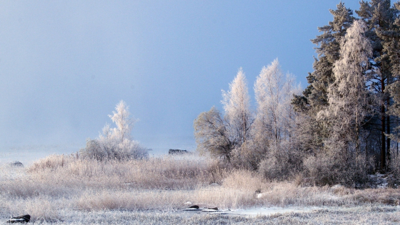 Braune Bäume Auf Schneebedecktem Boden Tagsüber. Wallpaper in 1280x720 Resolution