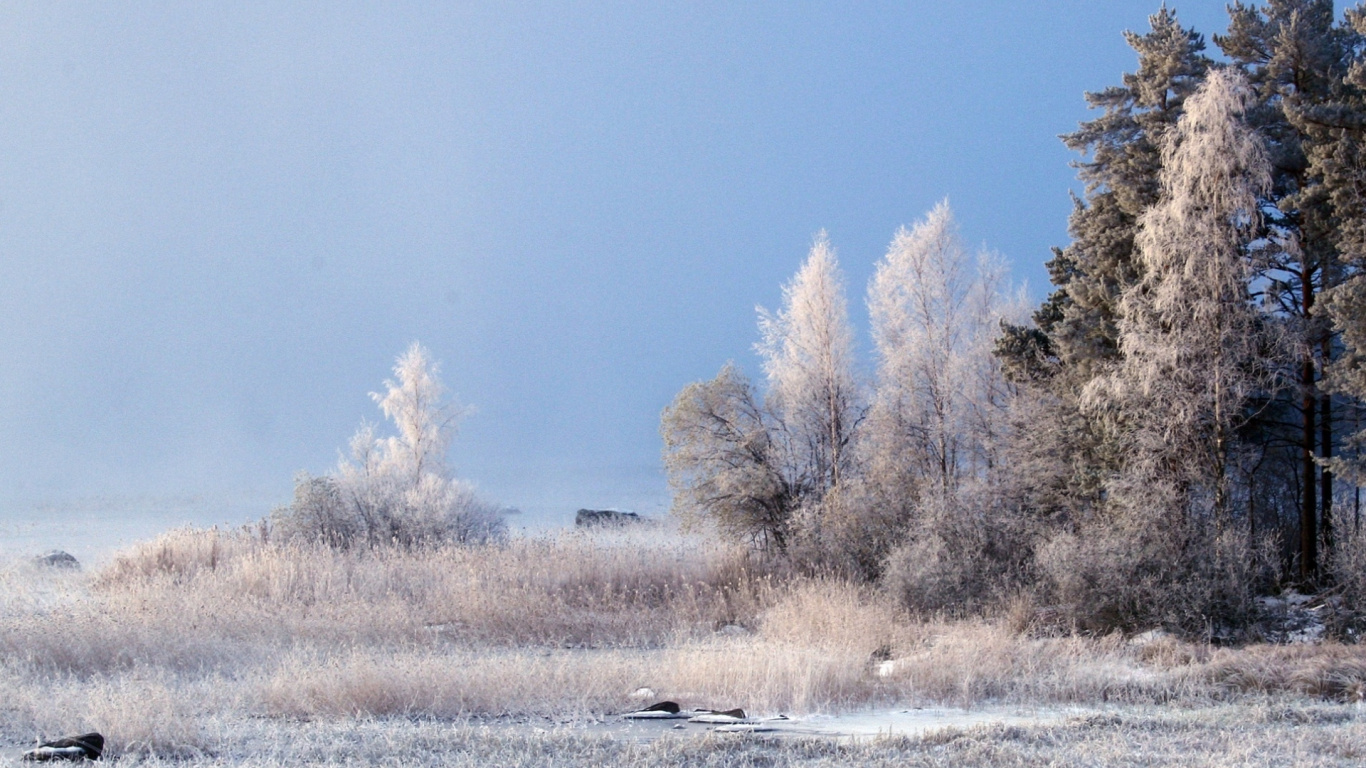 Braune Bäume Auf Schneebedecktem Boden Tagsüber. Wallpaper in 1366x768 Resolution