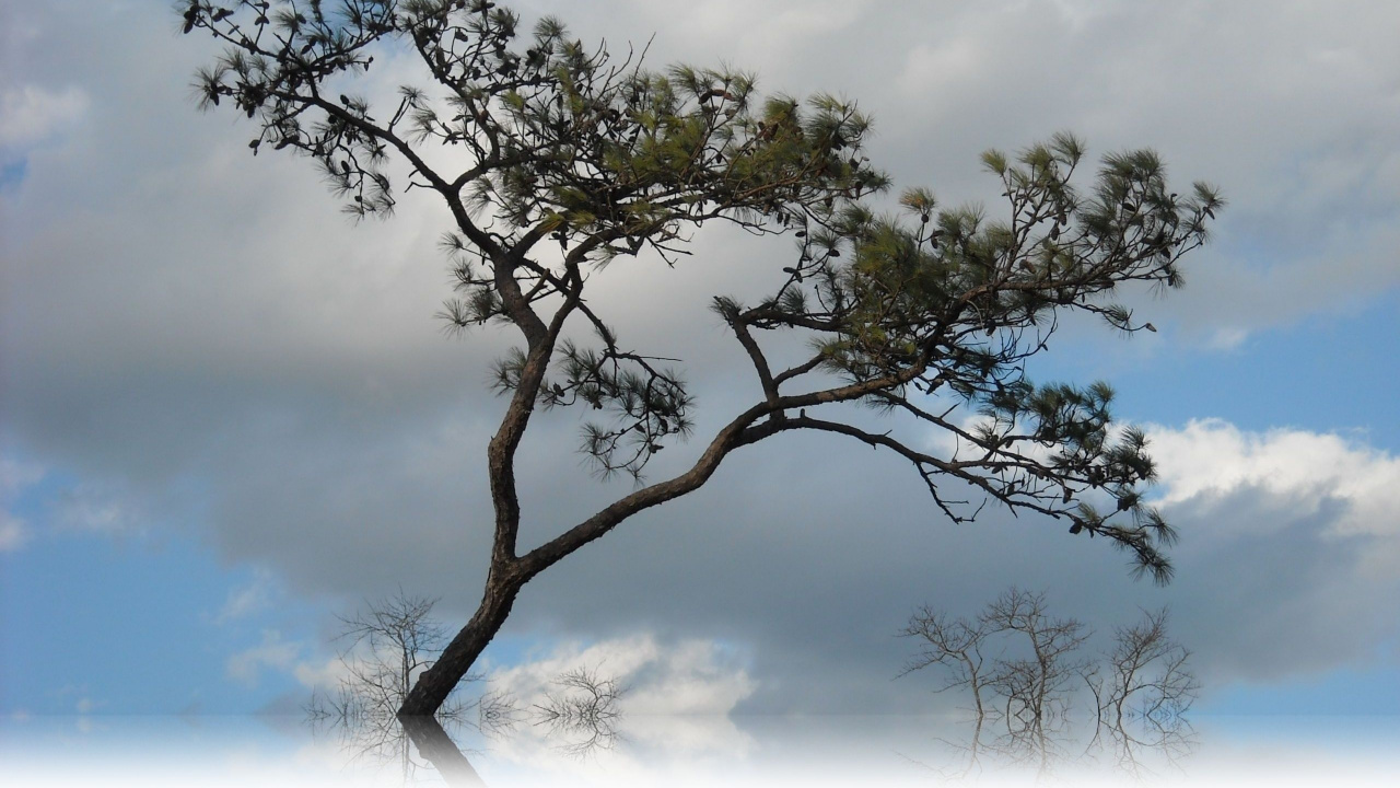 Green Tree Under White Clouds During Daytime. Wallpaper in 1280x720 Resolution