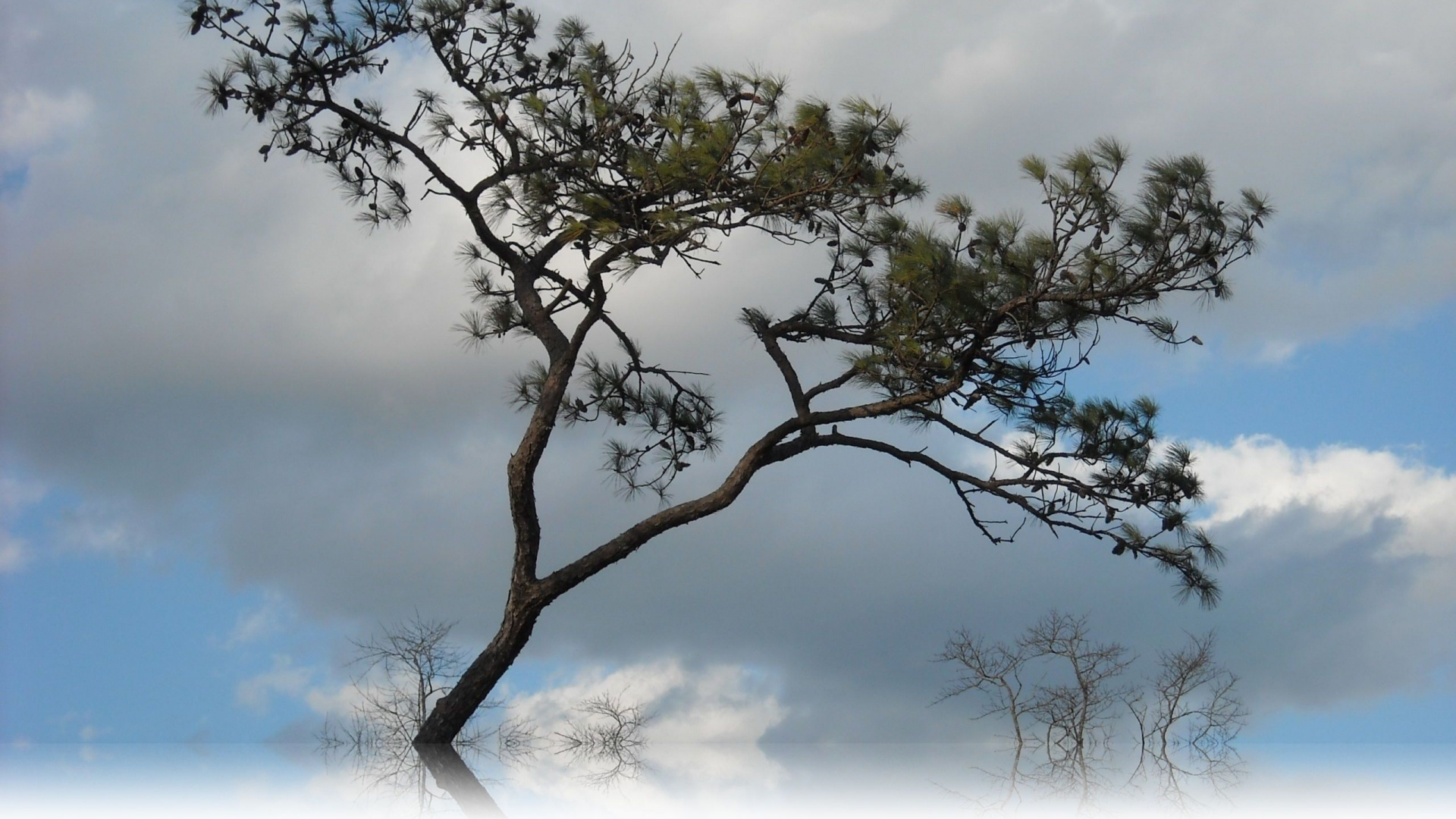 Green Tree Under White Clouds During Daytime. Wallpaper in 1920x1080 Resolution