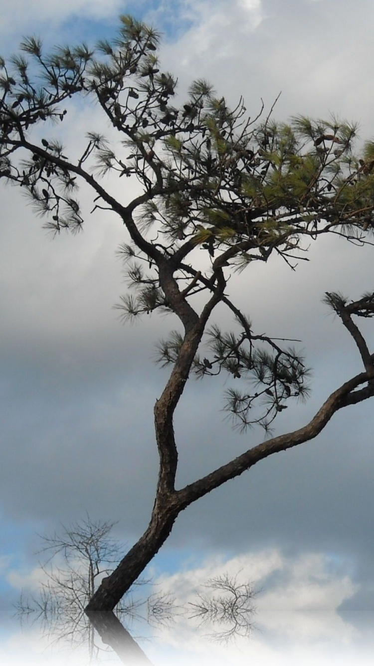 Green Tree Under White Clouds During Daytime. Wallpaper in 750x1334 Resolution