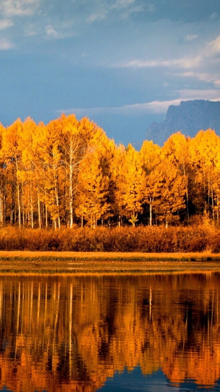 反射, 性质, 荒野, 早上, 秋天的叶的颜色 壁纸 720x1280 允许
