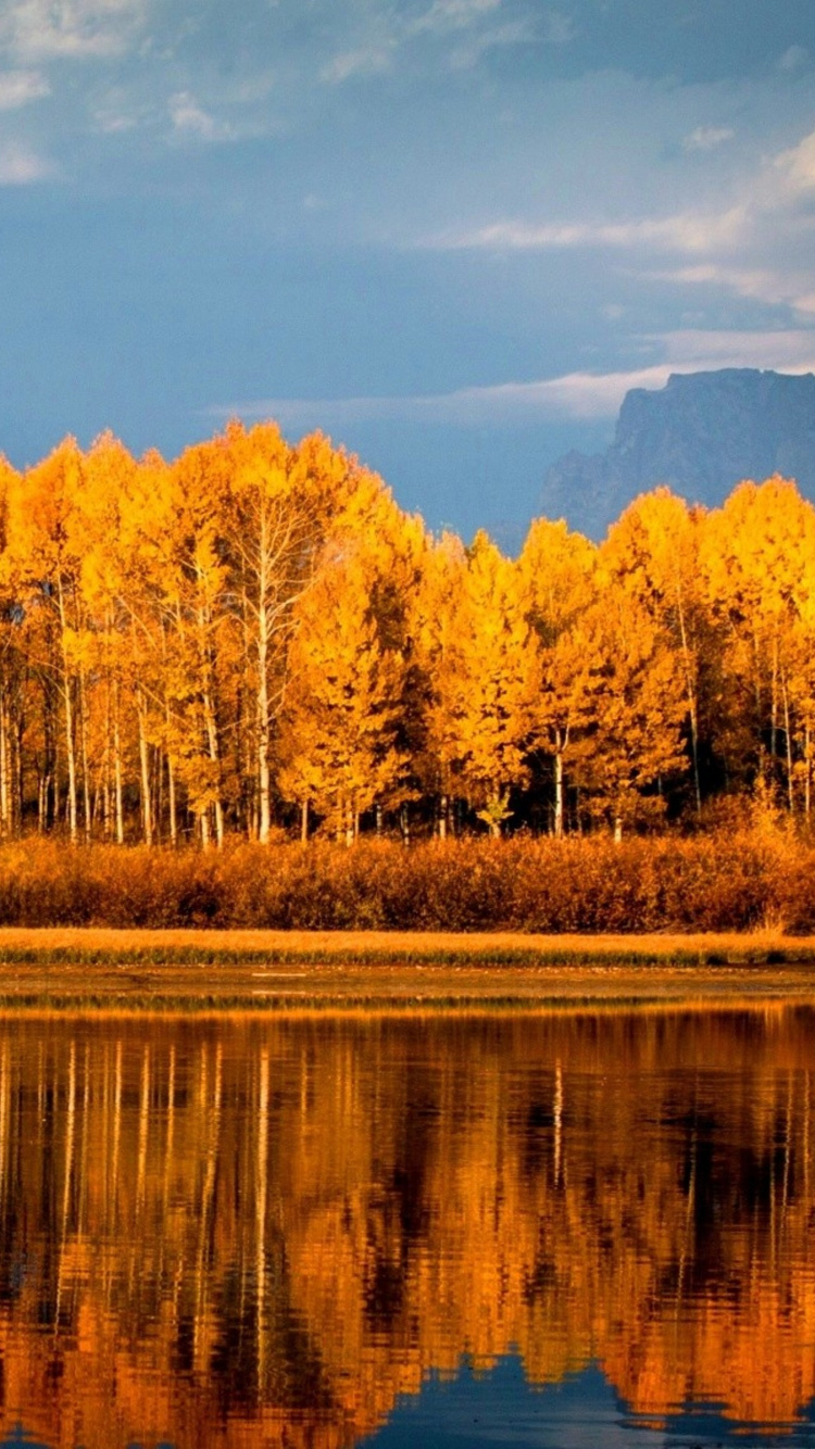 反射, 性质, 荒野, 早上, 秋天的叶的颜色 壁纸 750x1334 允许