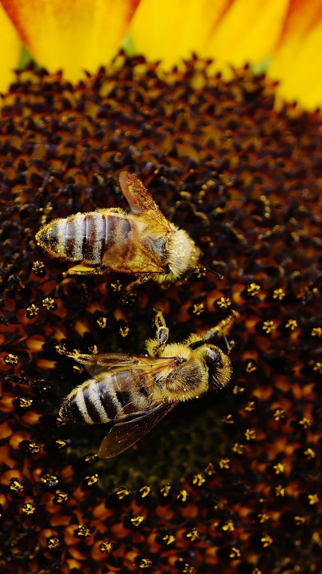 Bees, Pollination, Pollinator, Insect, Arthropod. Wallpaper in 1080x1920 Resolution