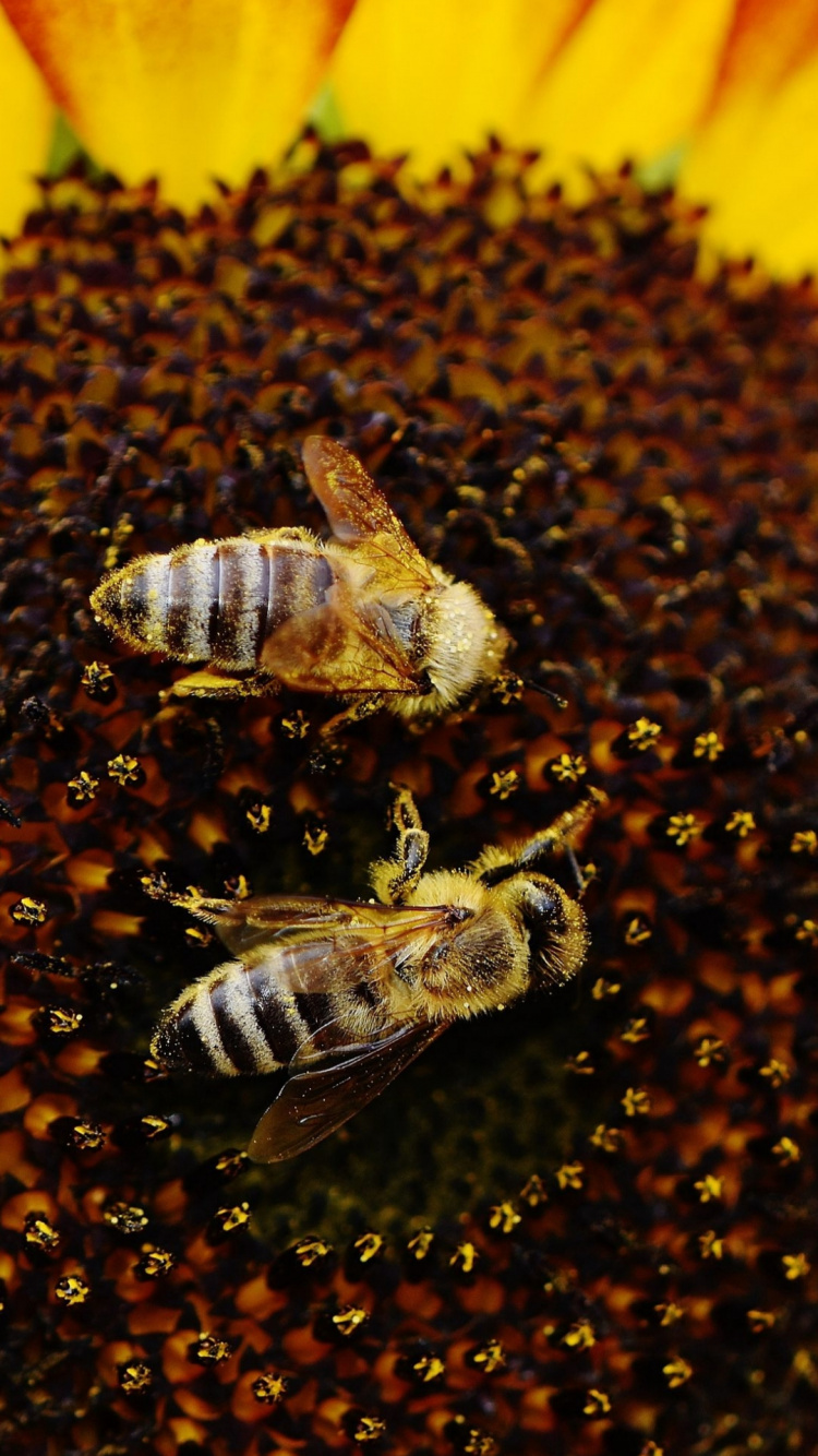 la Polinización, Polinizador, Insecto, Artrópodos, Amarillo. Wallpaper in 750x1334 Resolution