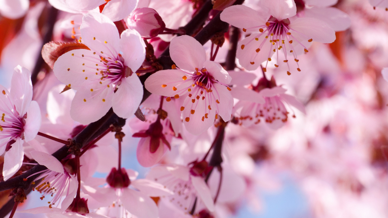 White and Pink Cherry Blossom Flowers in Bloom During Daytime. Wallpaper in 1280x720 Resolution
