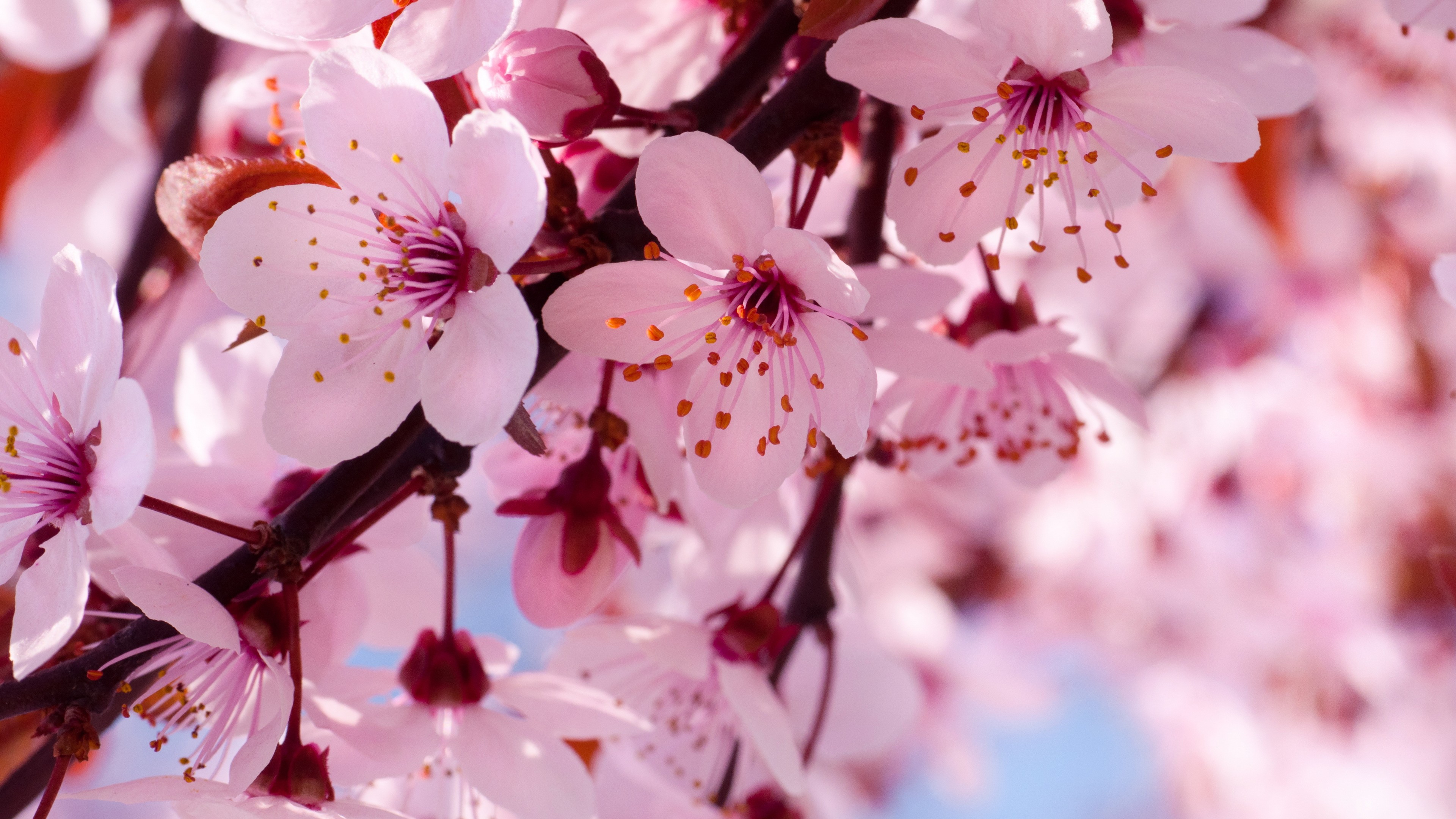 White and Pink Cherry Blossom Flowers in Bloom During Daytime. Wallpaper in 3840x2160 Resolution