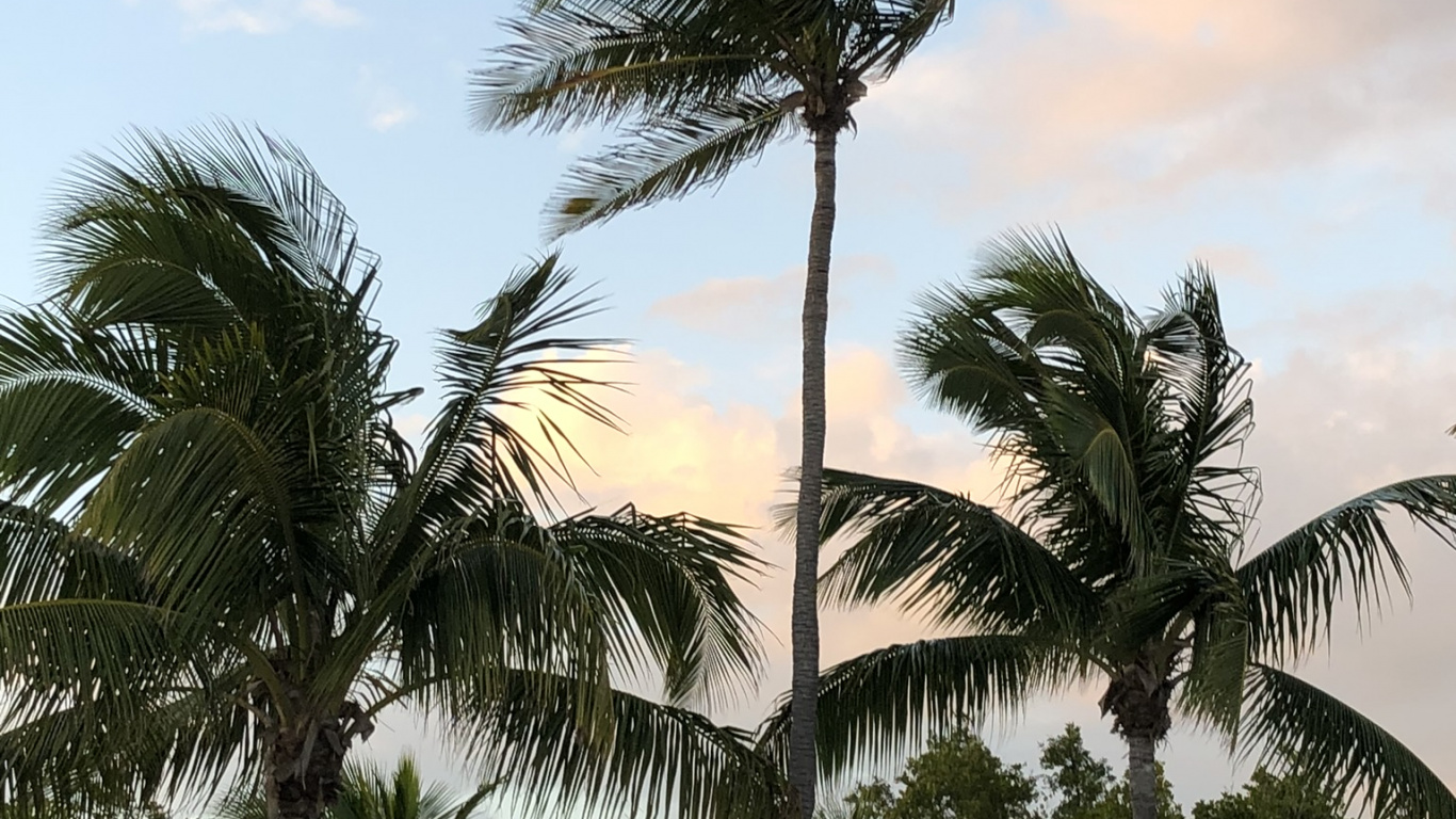 Babassu, Date Palm, Tree, Woody Plant, Trunk. Wallpaper in 1366x768 Resolution