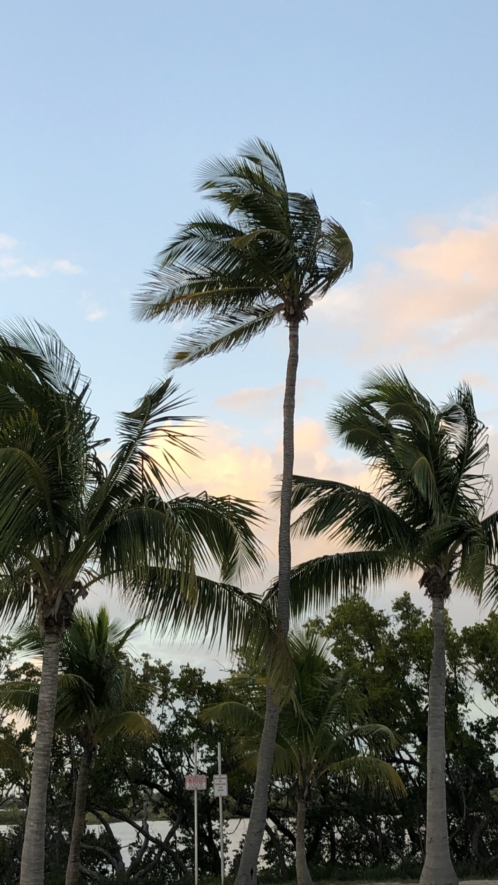 Babassu, Date Palm, Tree, Woody Plant, Trunk. Wallpaper in 720x1280 Resolution