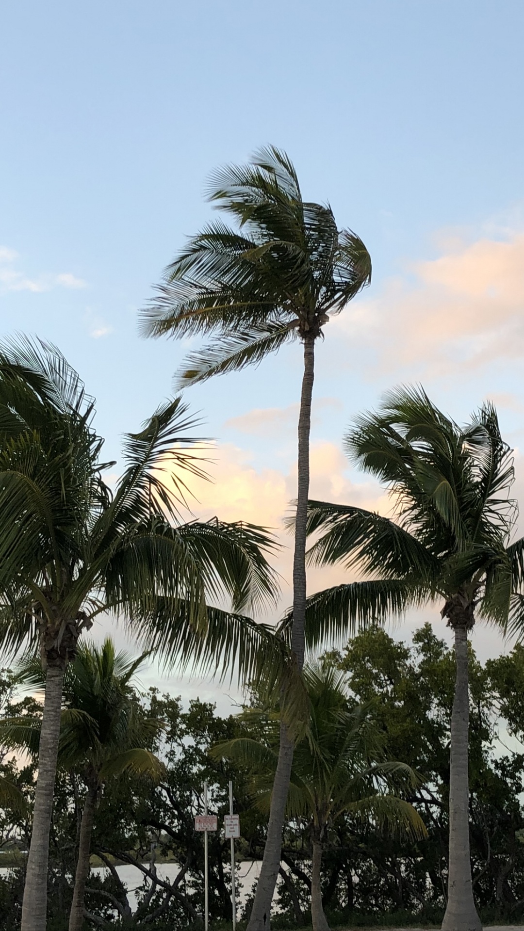 Babassu, Dattelpalme, Baum, Woody Pflanze, Stamm. Wallpaper in 1080x1920 Resolution