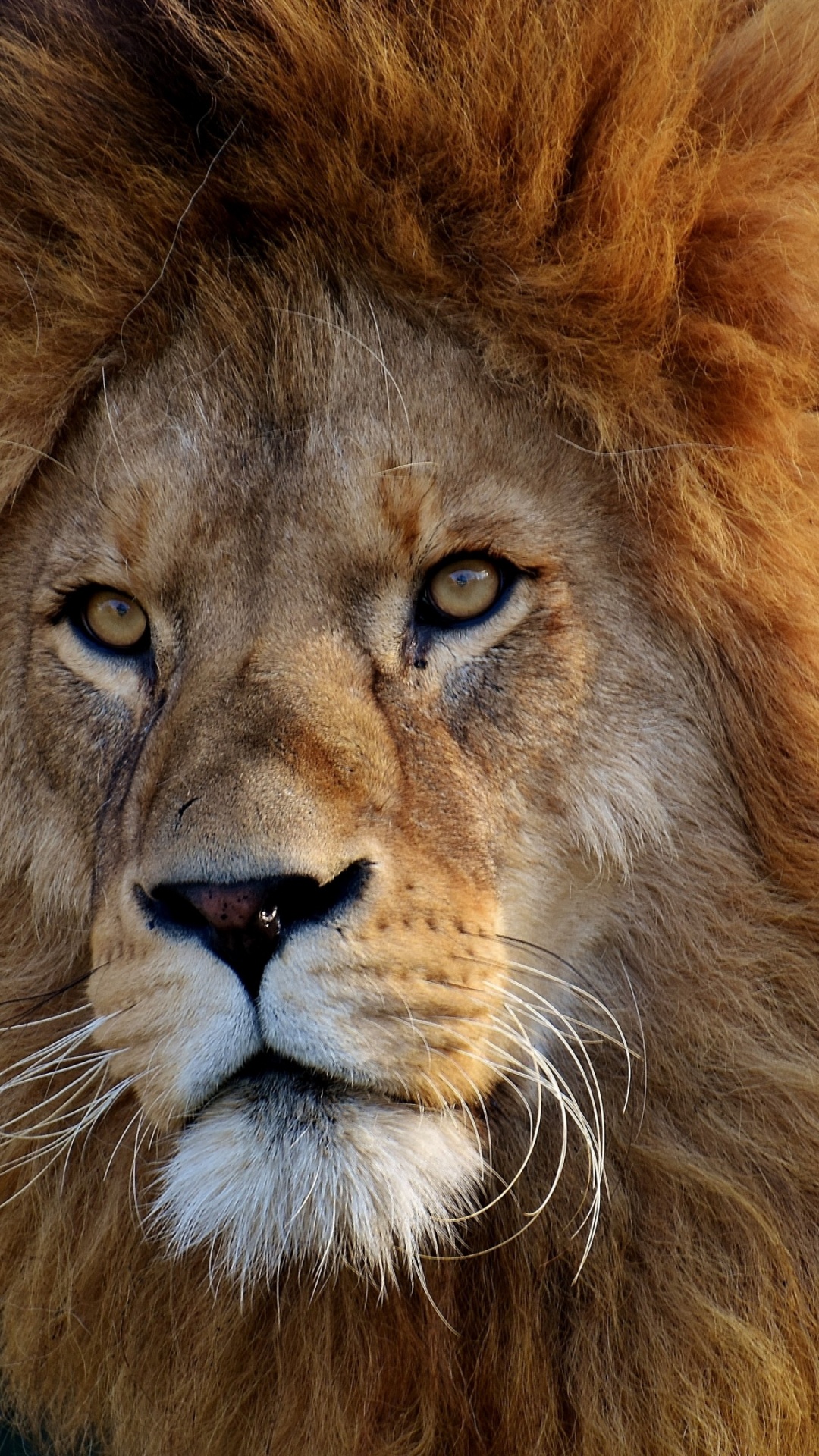 Lion, Male Lion Majestic, Felidae, Big Cat, Leopard. Wallpaper in 1080x1920 Resolution