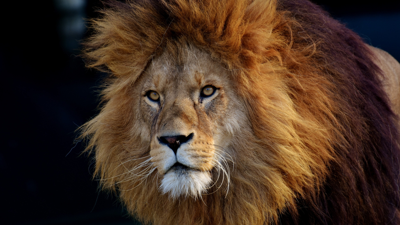 Lion, Male Lion Majestic, Felidae, Big Cat, Leopard. Wallpaper in 1280x720 Resolution