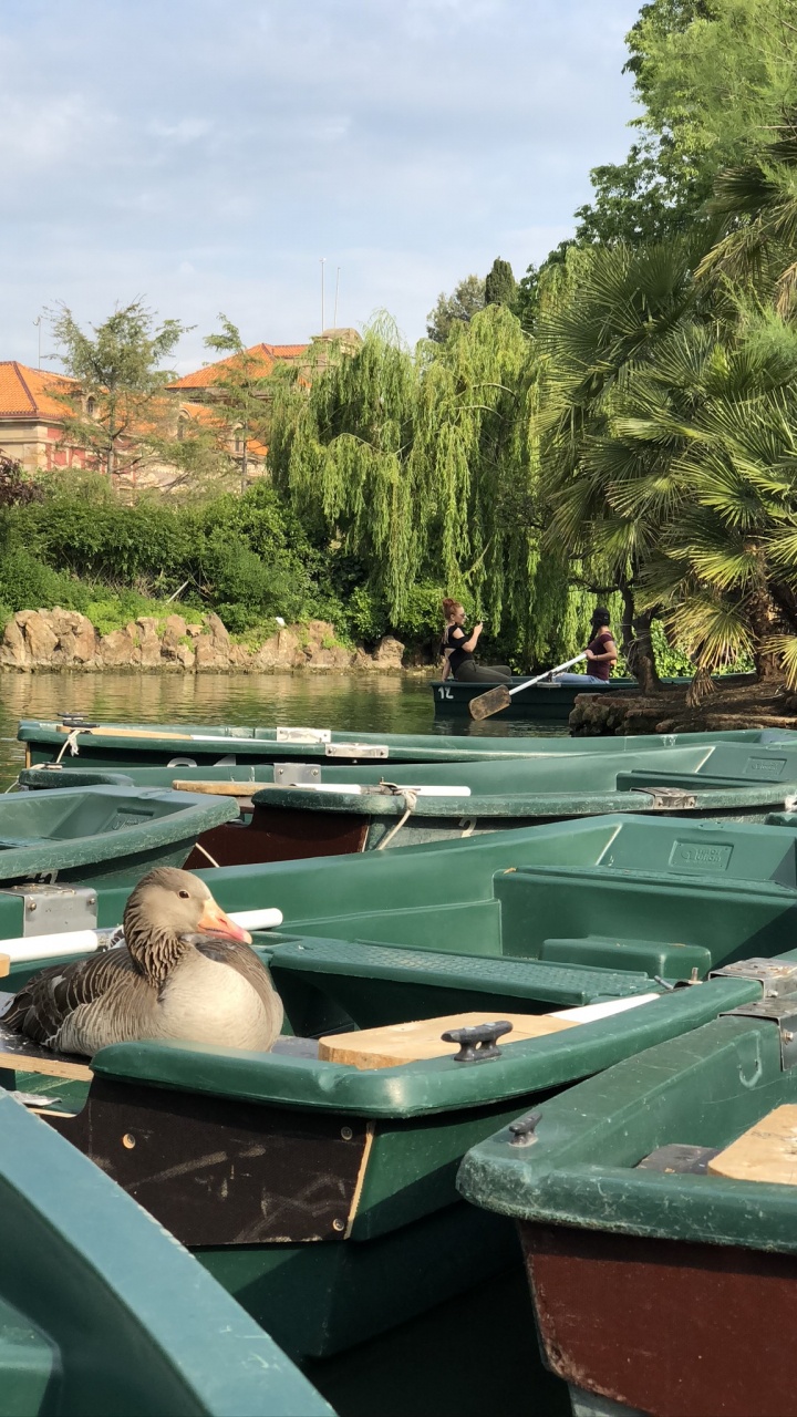 Agua, Piscina, Barco, la Característica Del Agua, Cuerpo de Agua. Wallpaper in 720x1280 Resolution