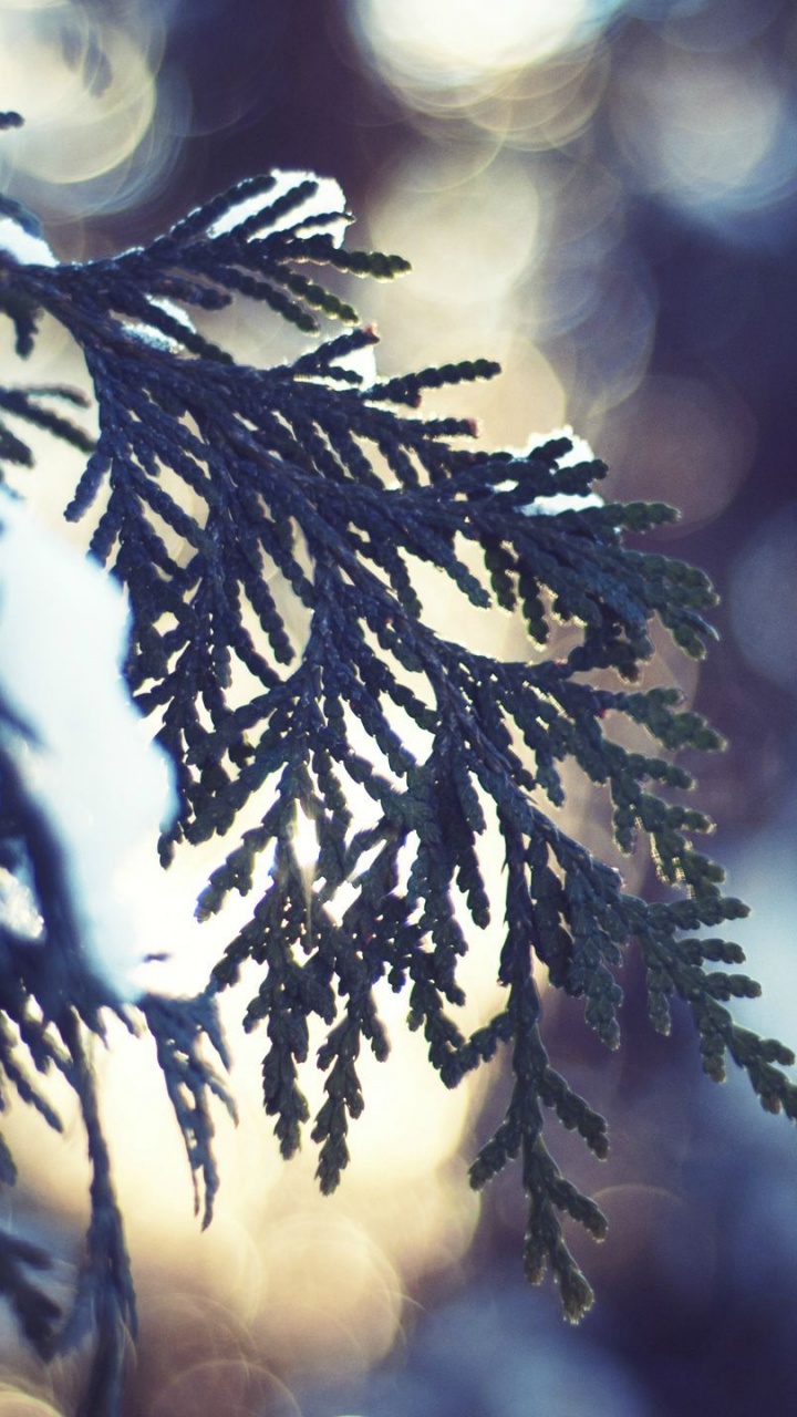 Hojas Verdes en la Lente de Cambio de Inclinación. Wallpaper in 720x1280 Resolution