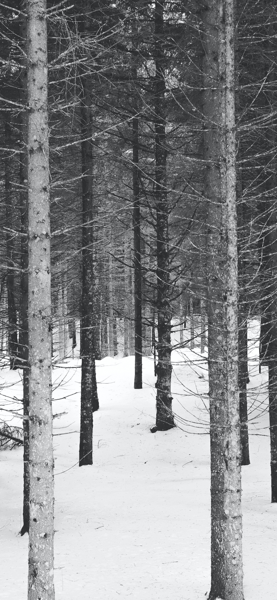 Black and White, Winter, Black And White Forest, Plant, Tree. Wallpaper in 1125x2436 Resolution
